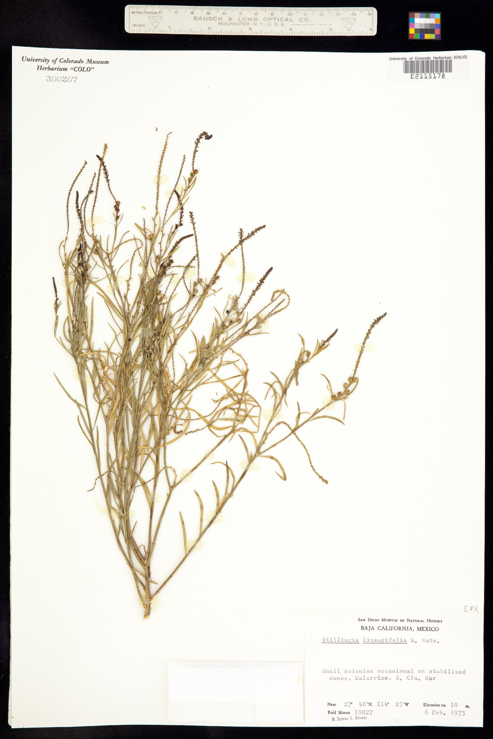 Stillingia linearifolia image