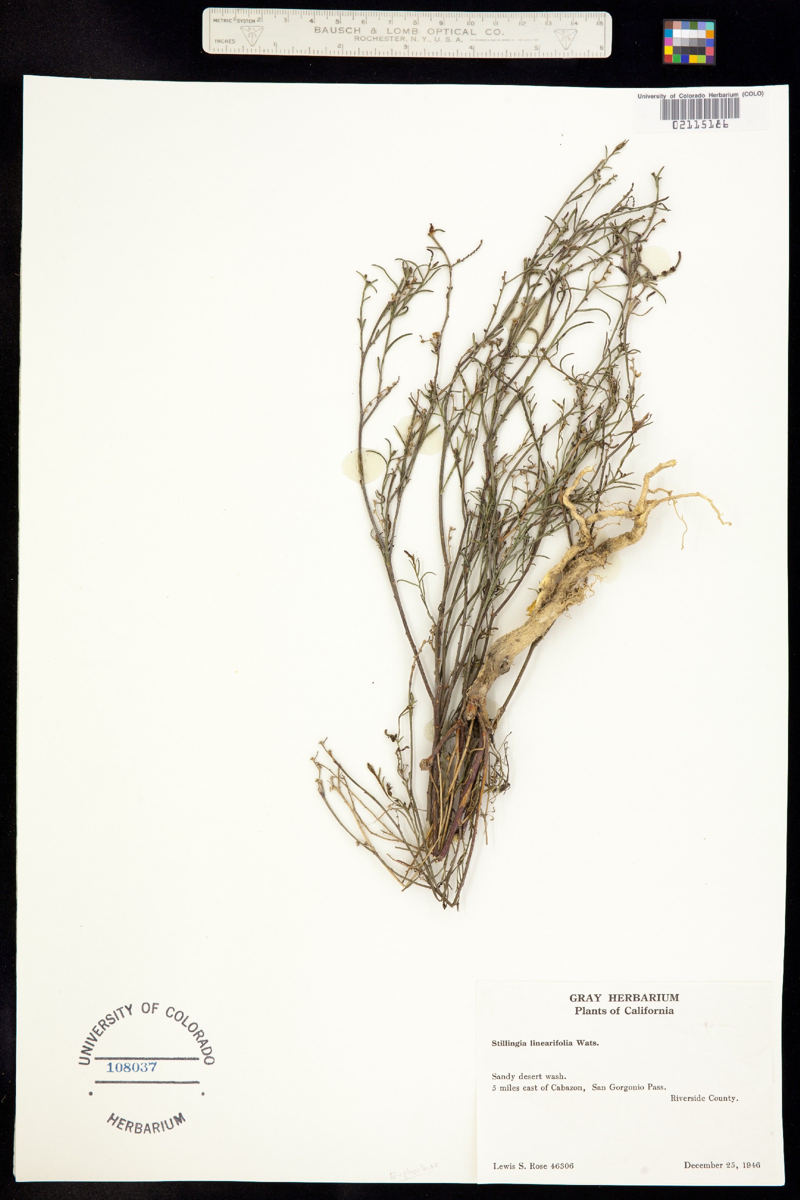 Stillingia linearifolia image