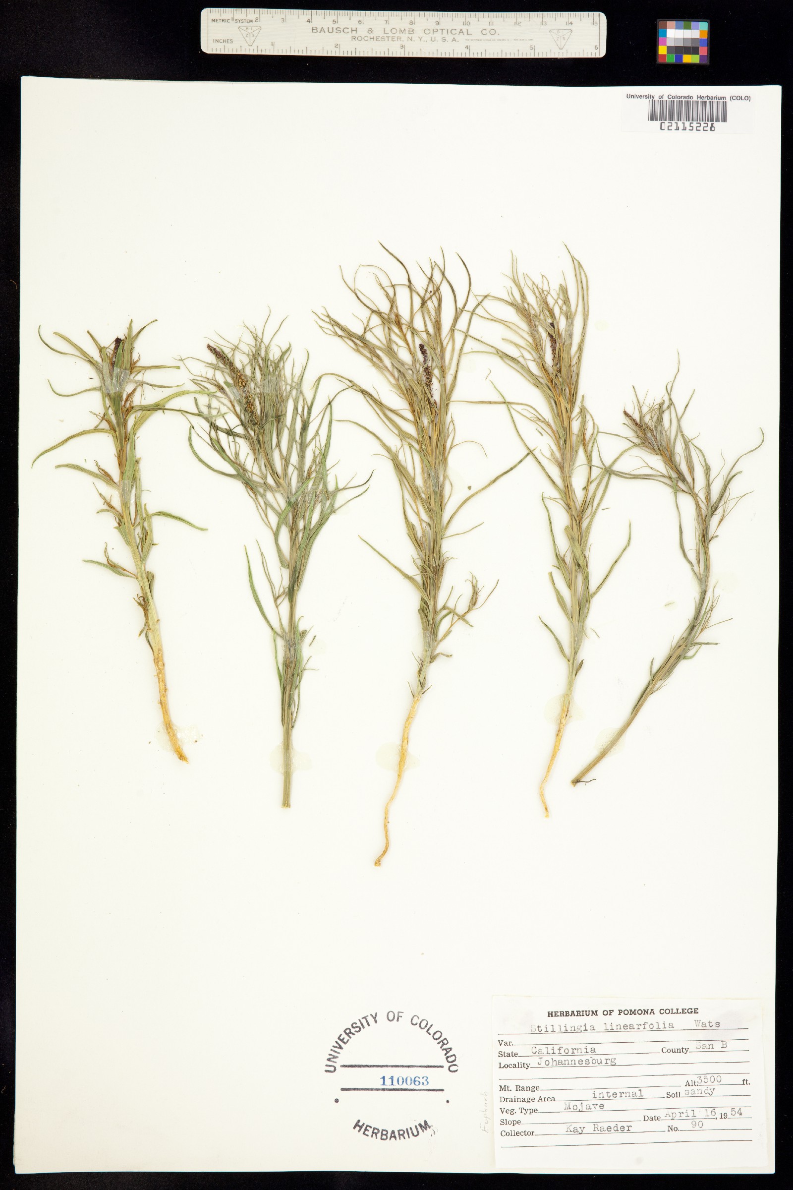 Stillingia linearifolia image