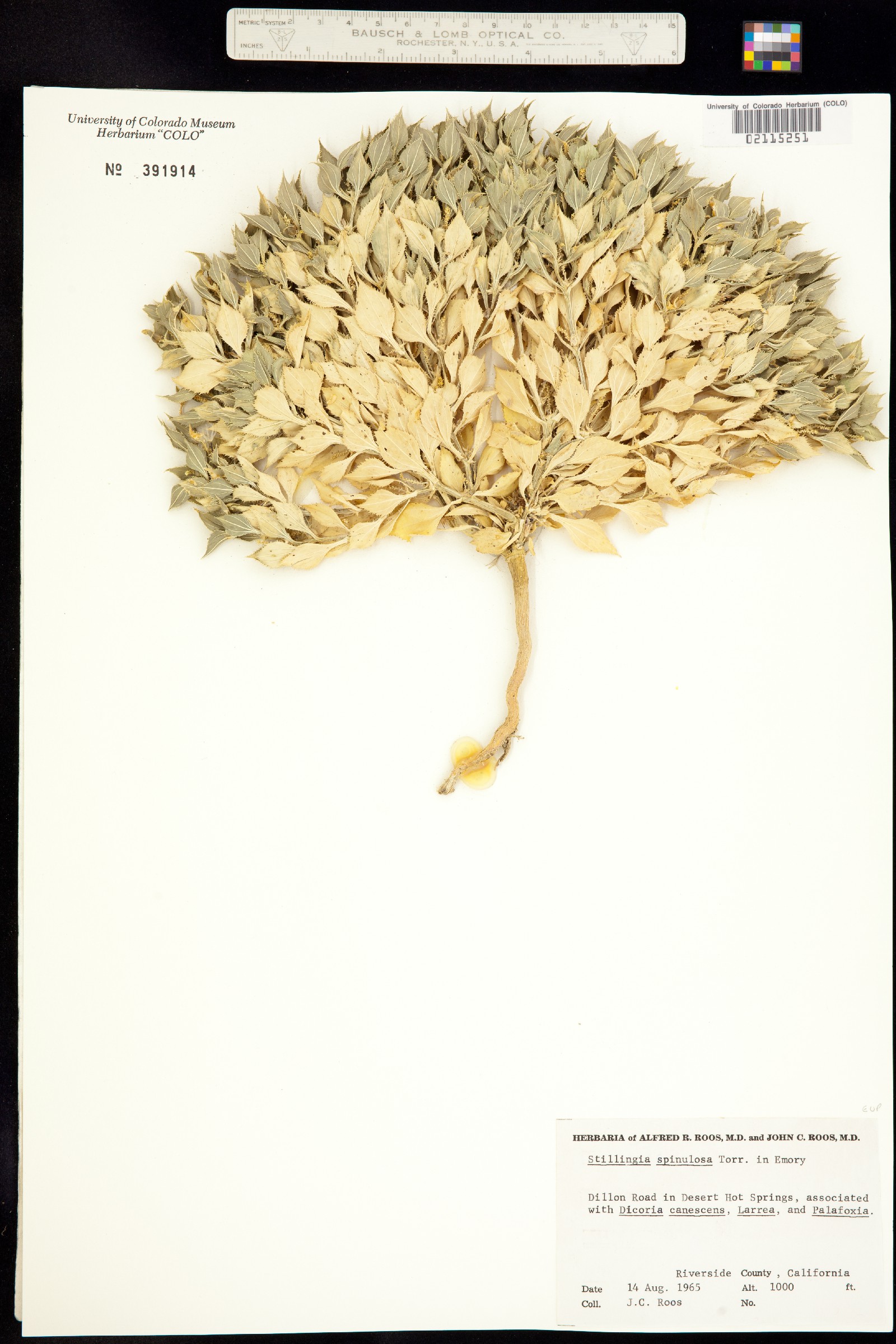 Stillingia spinulosa image