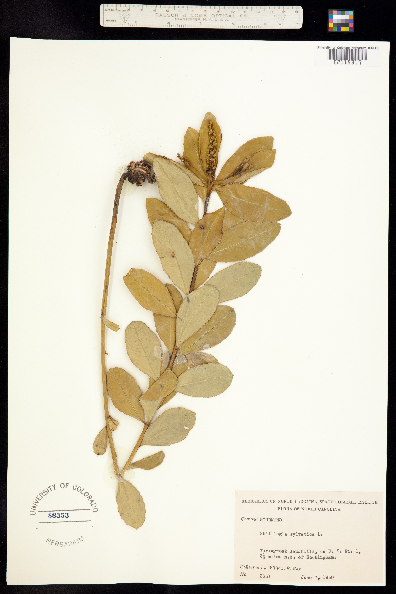 Stillingia sylvatica image