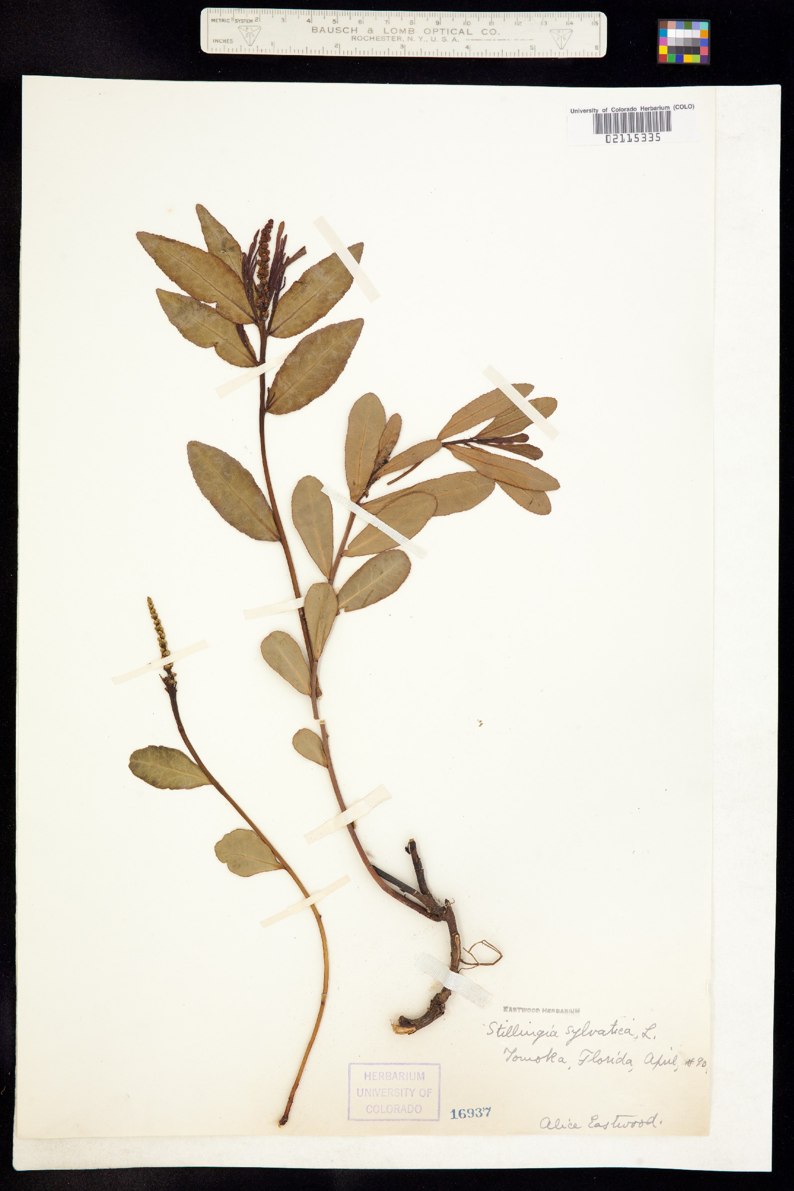 Stillingia sylvatica image