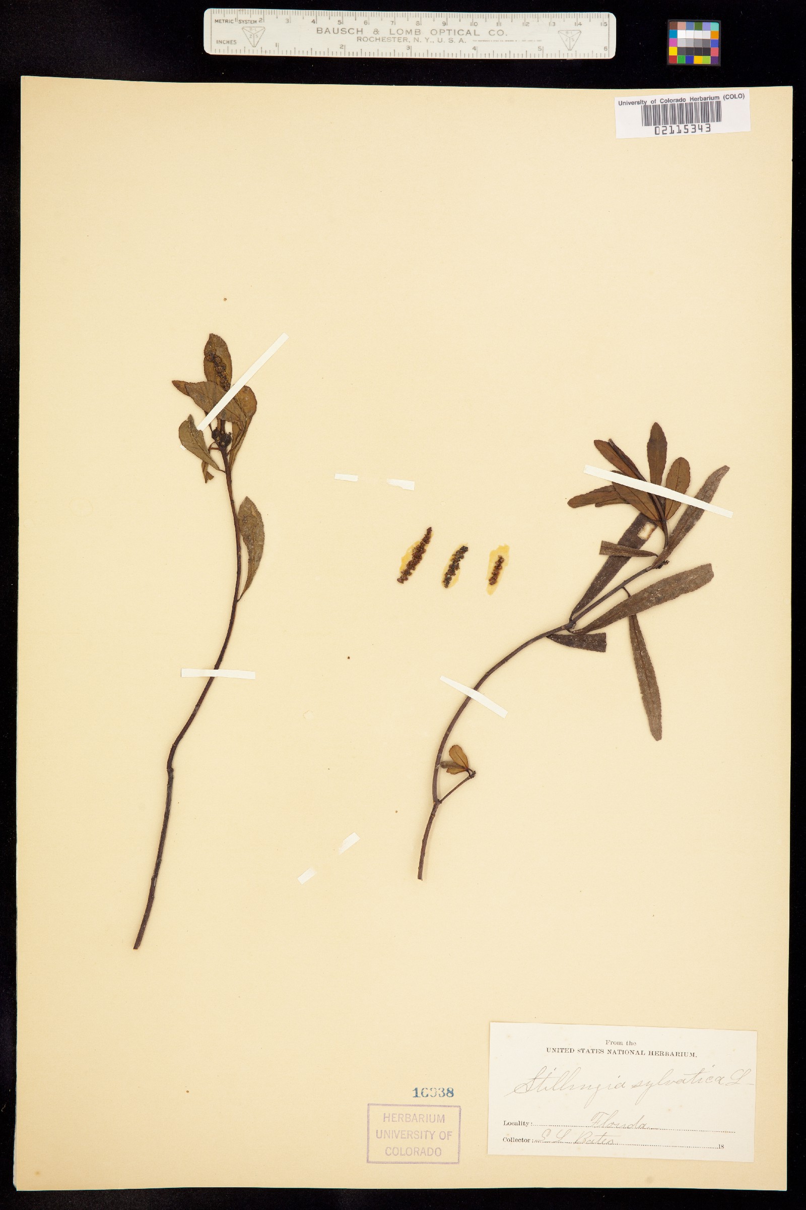 Stillingia sylvatica image