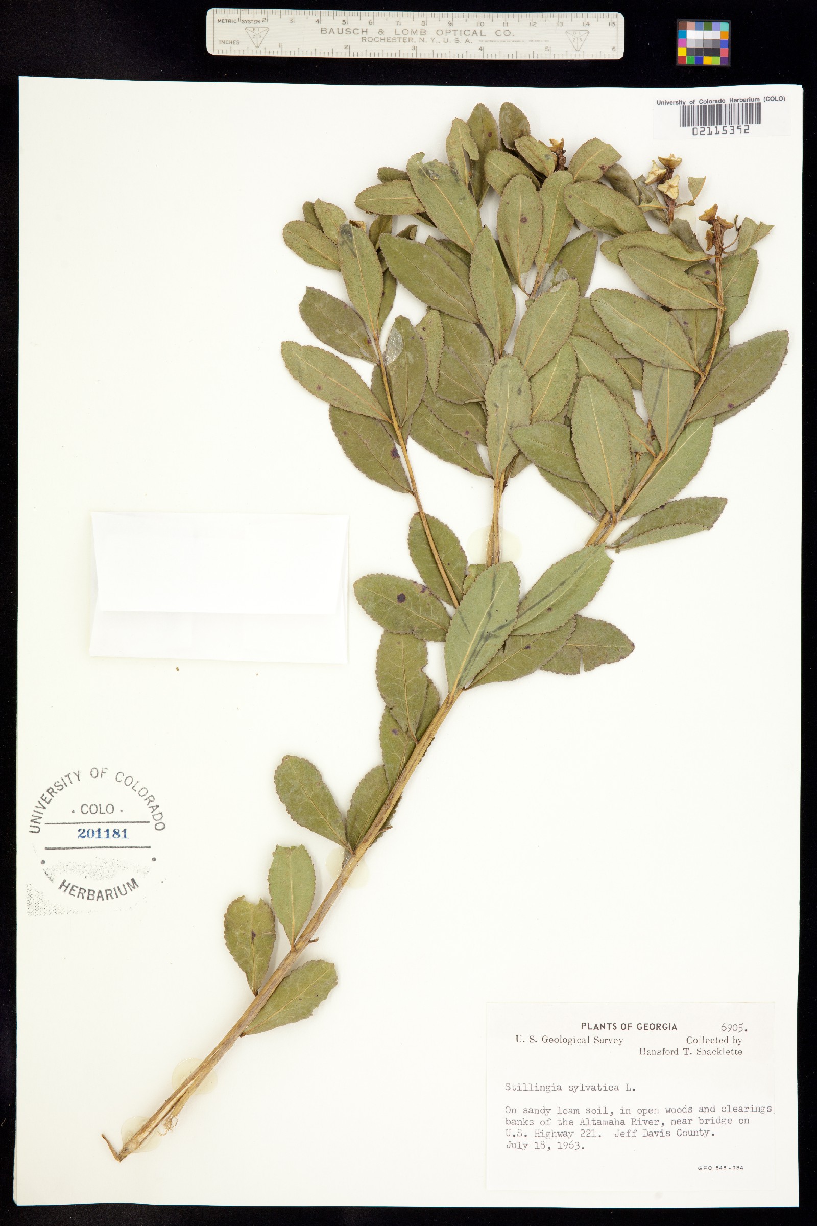 Stillingia sylvatica image