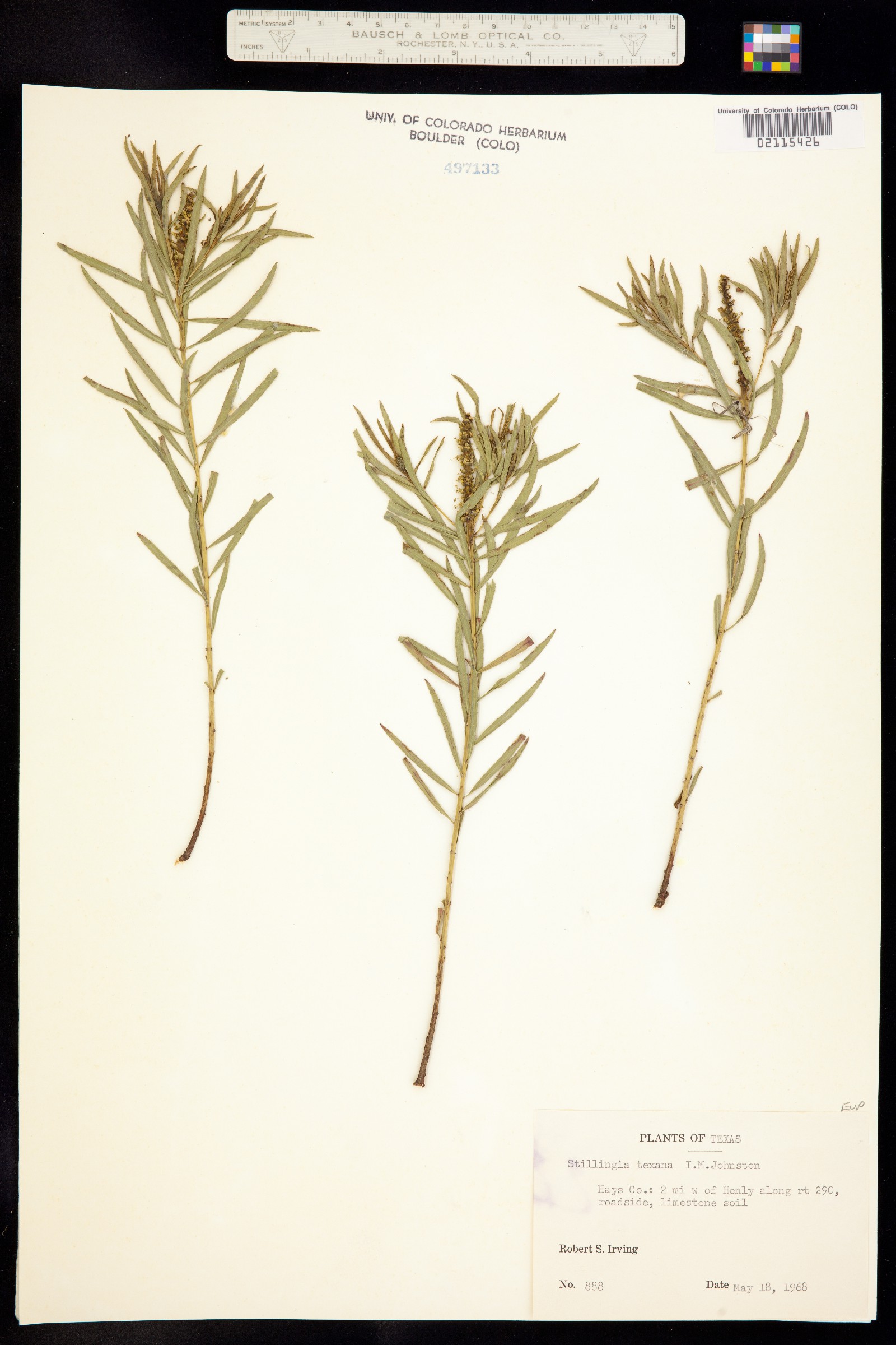 Stillingia texana image