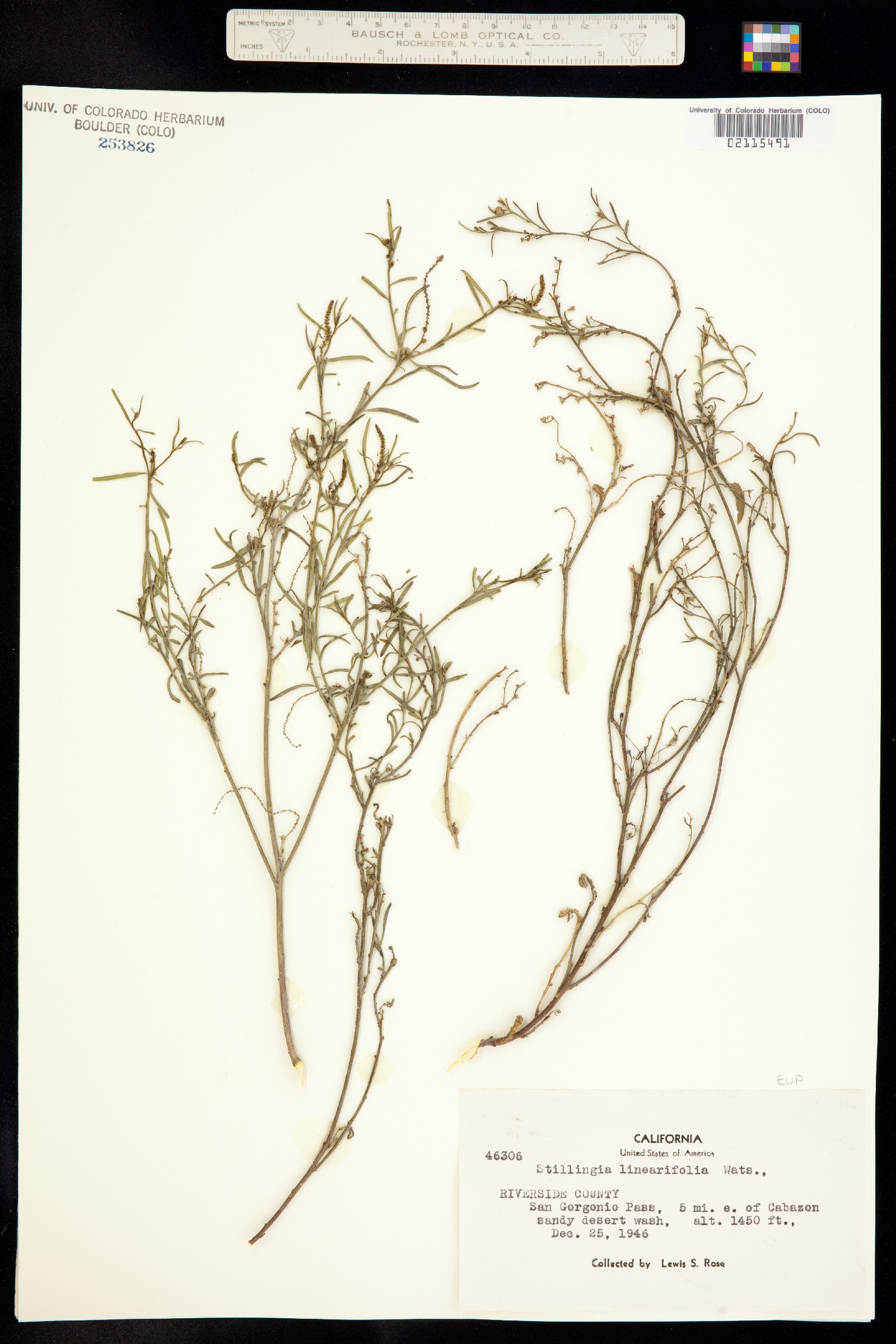 Stillingia linearifolia image