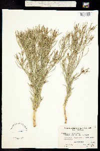 Image of Stillingia paucidentata