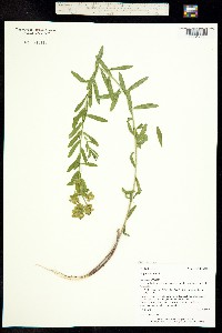 Euphorbia esula var. esula image
