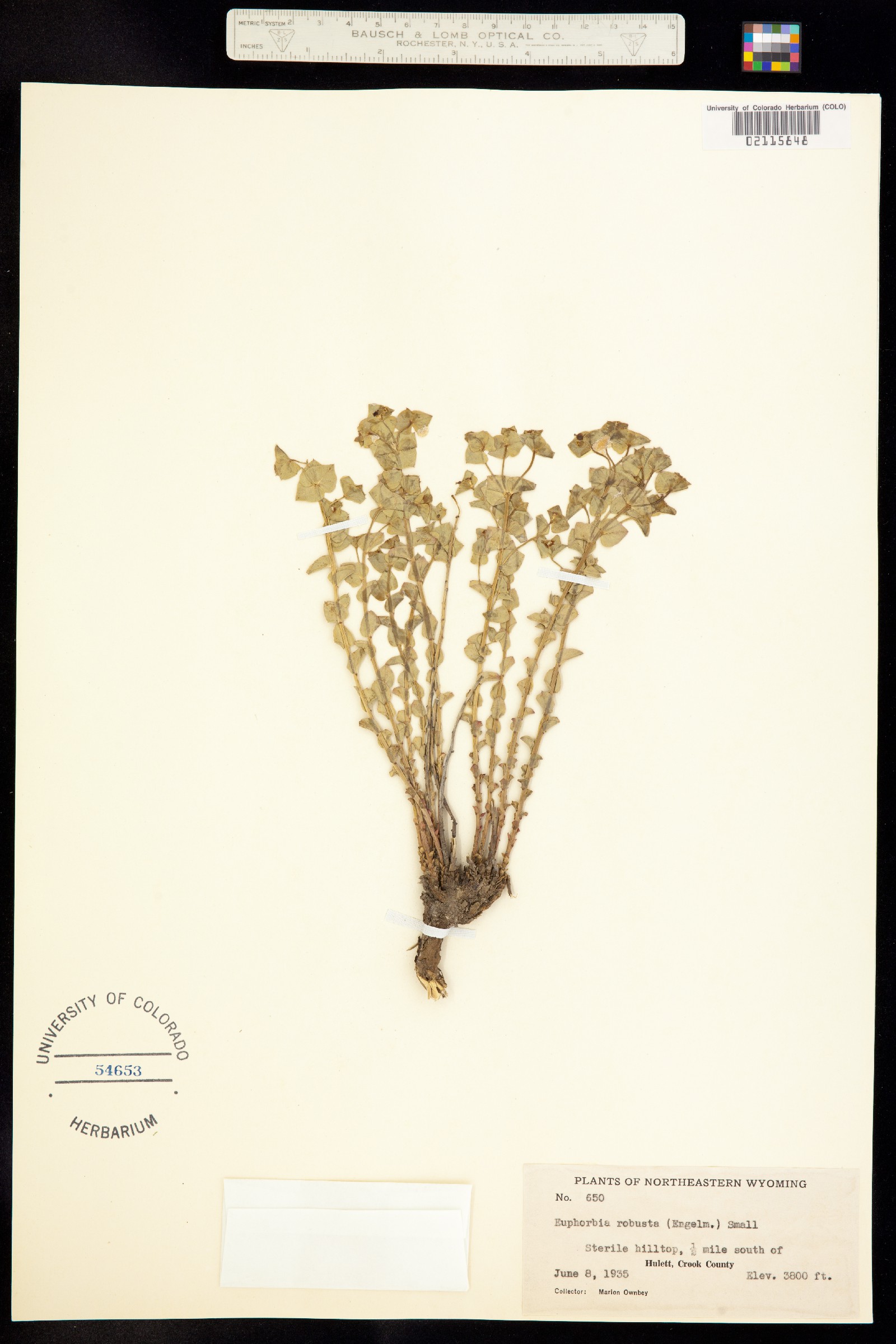Euphorbia brachycera image