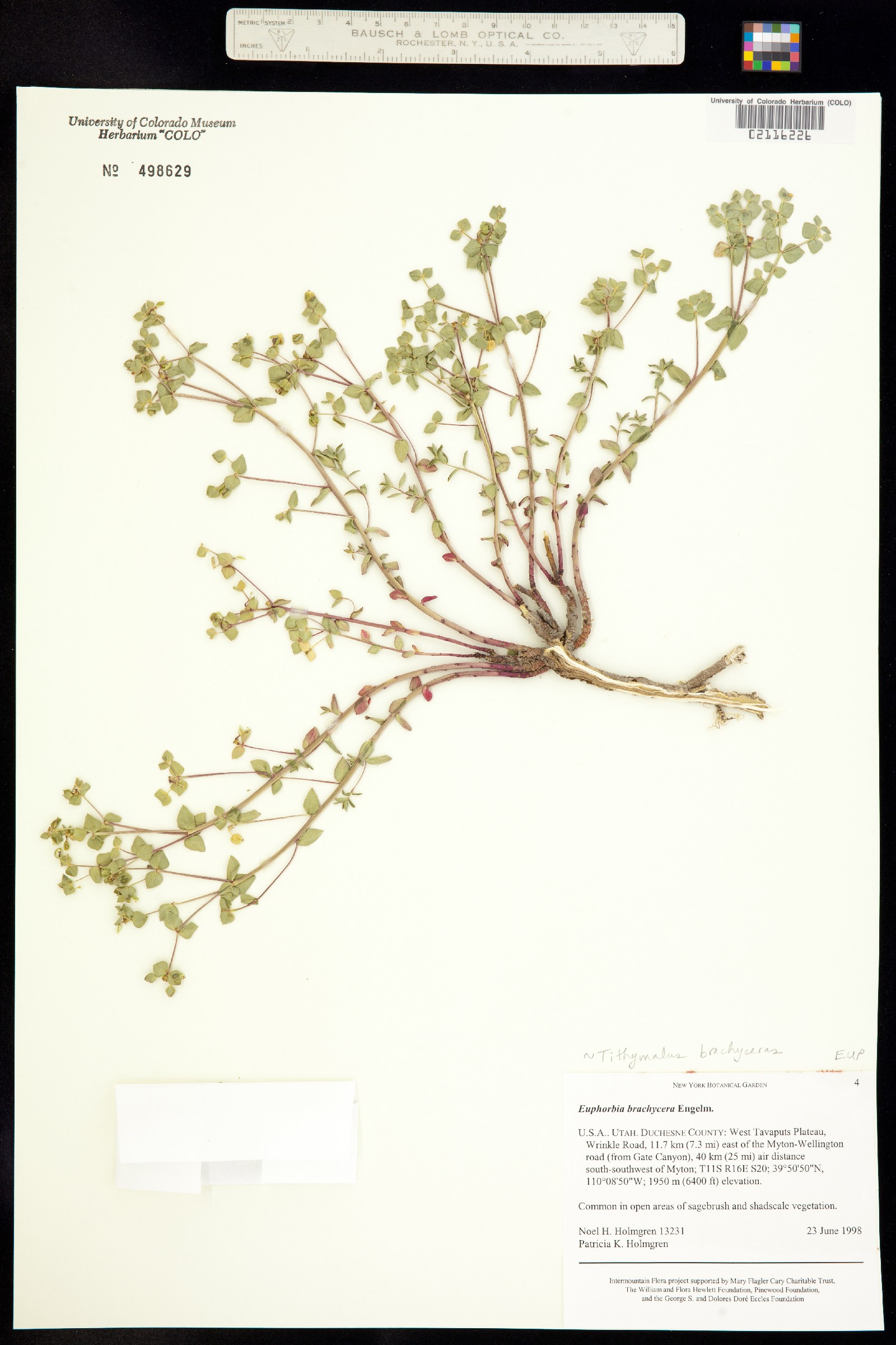 Tithymalus brachyceras image