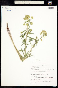 Tithymalus uralensis image