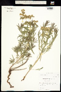 Tithymalus uralensis image