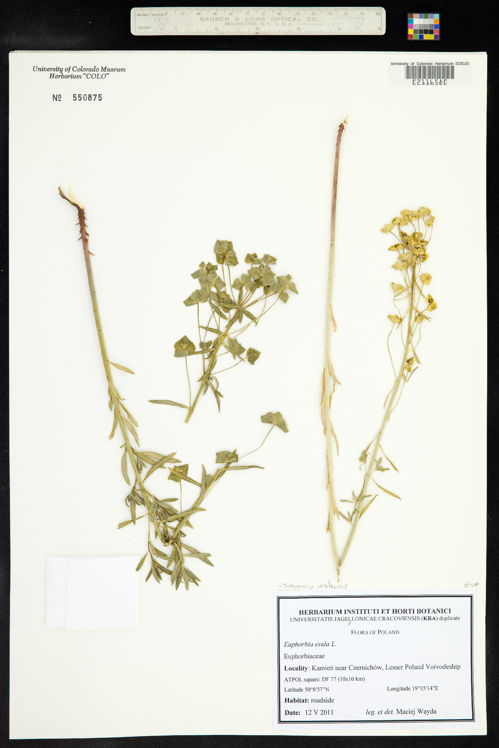 Tithymalus image
