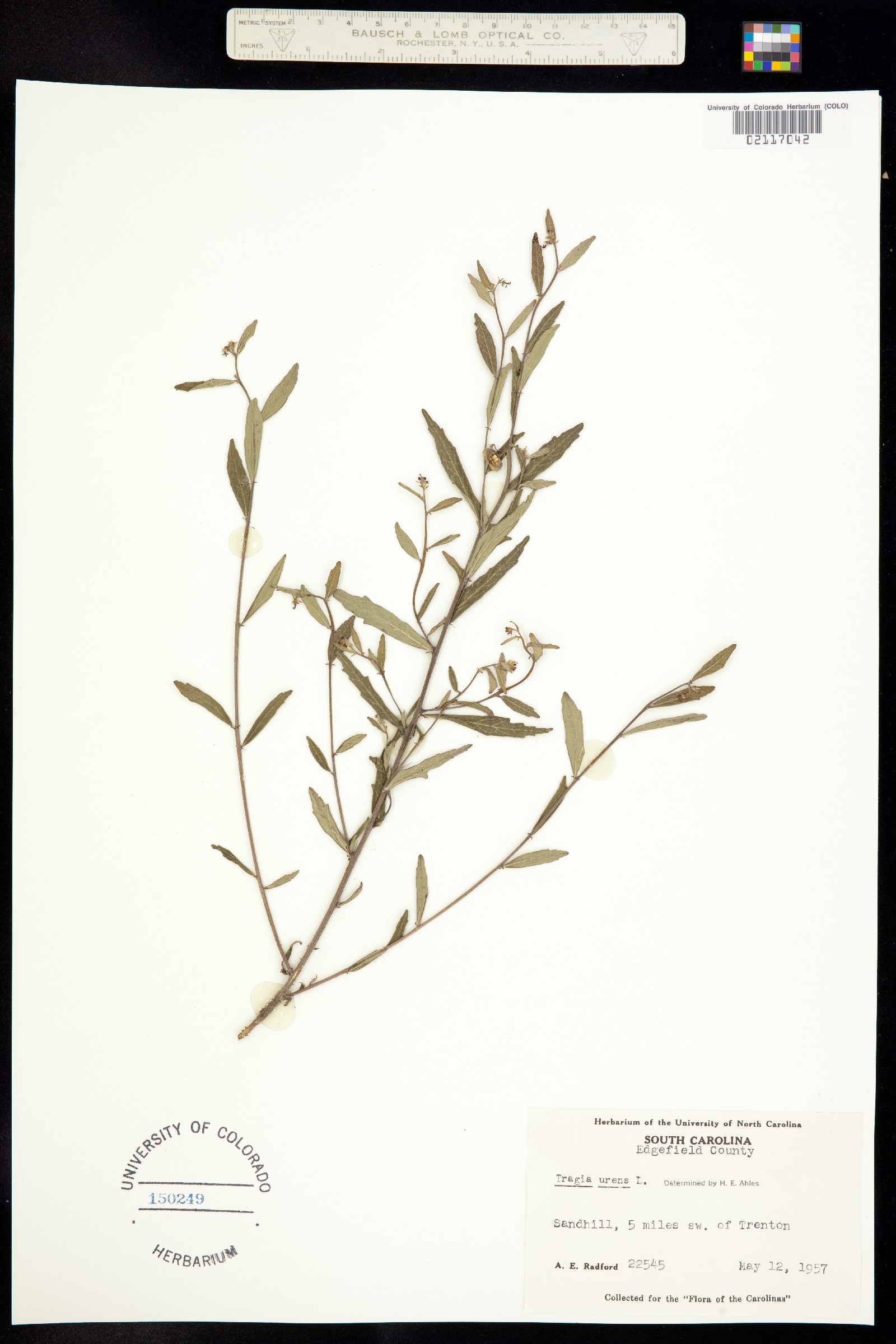 Tragia urens image