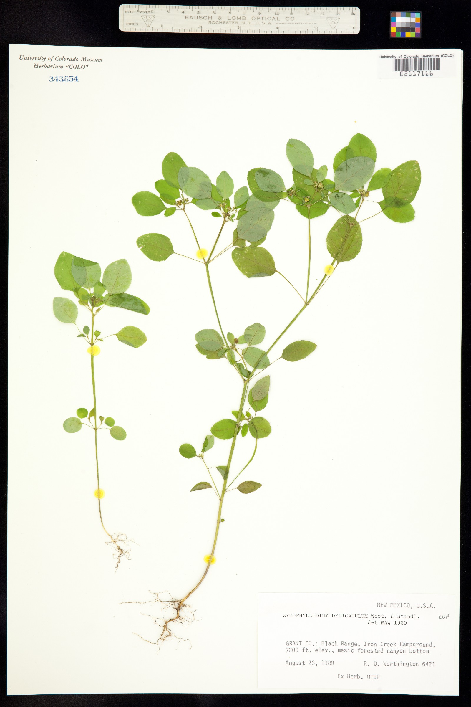 Euphorbia bifurcata image