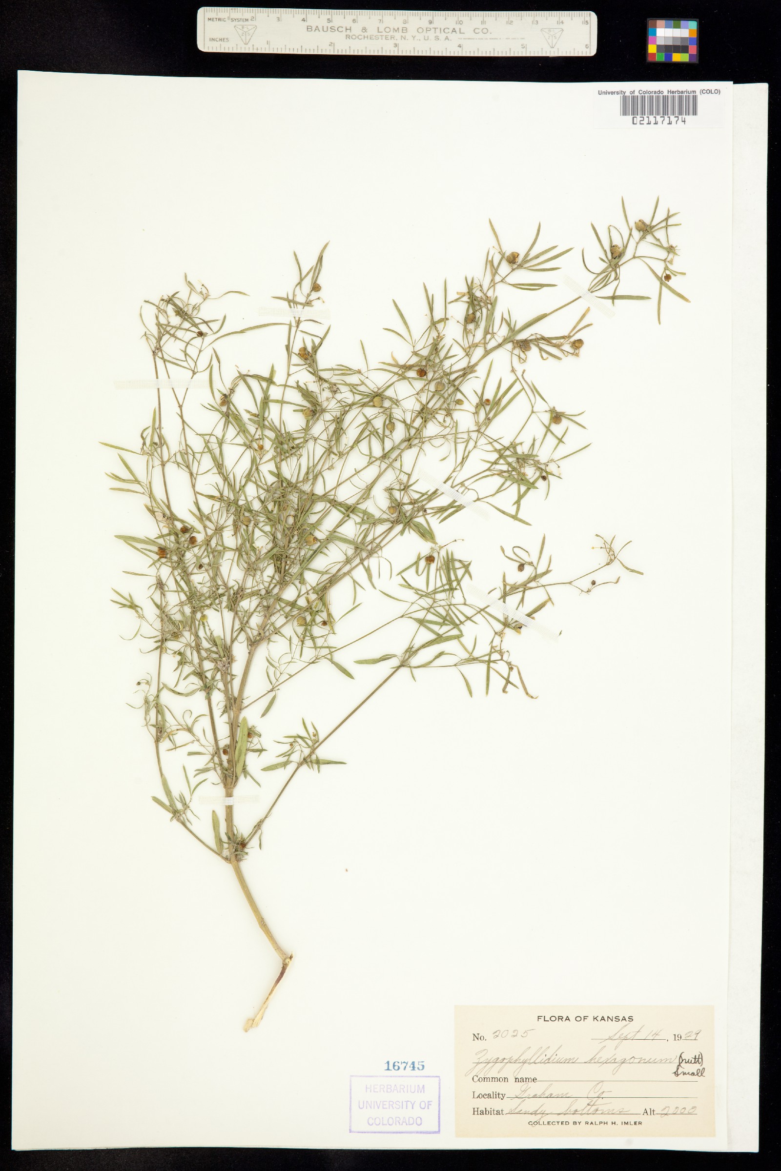 Euphorbia hexagona image