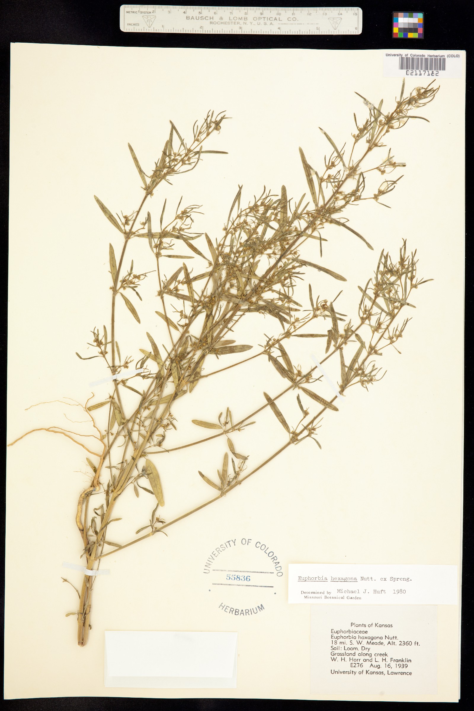 Euphorbia hexagona image