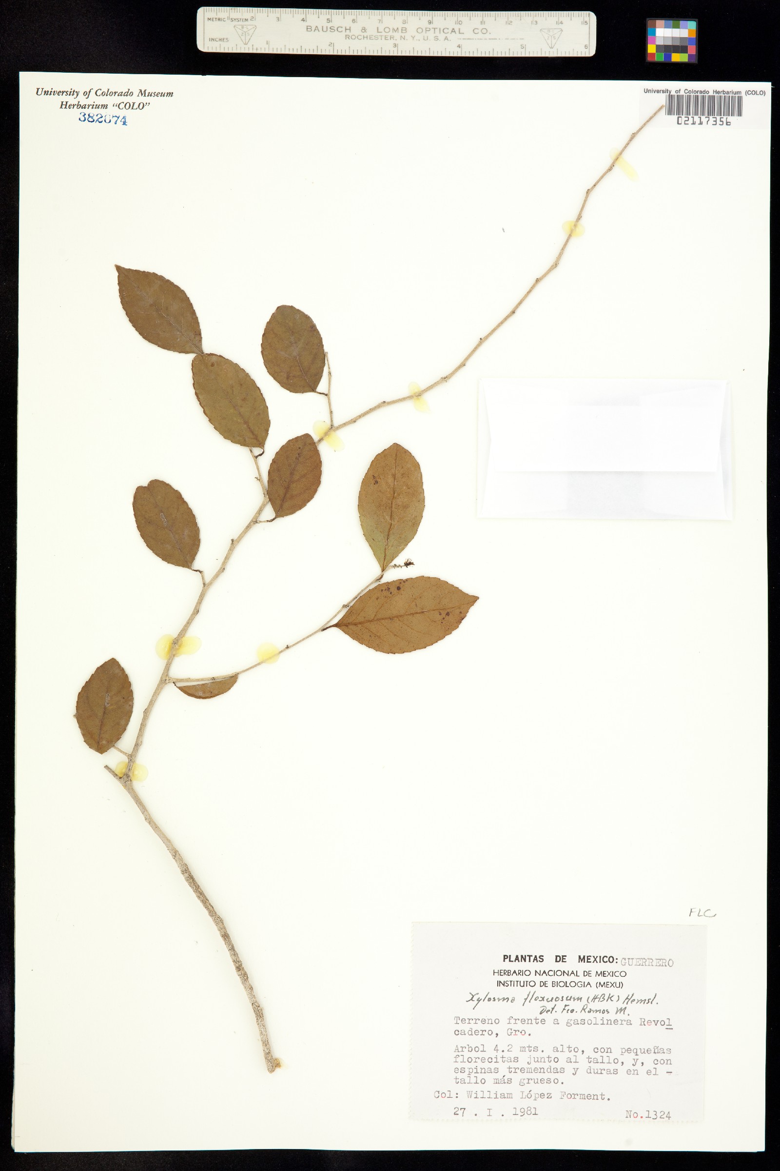 Xylosma flexuosum image