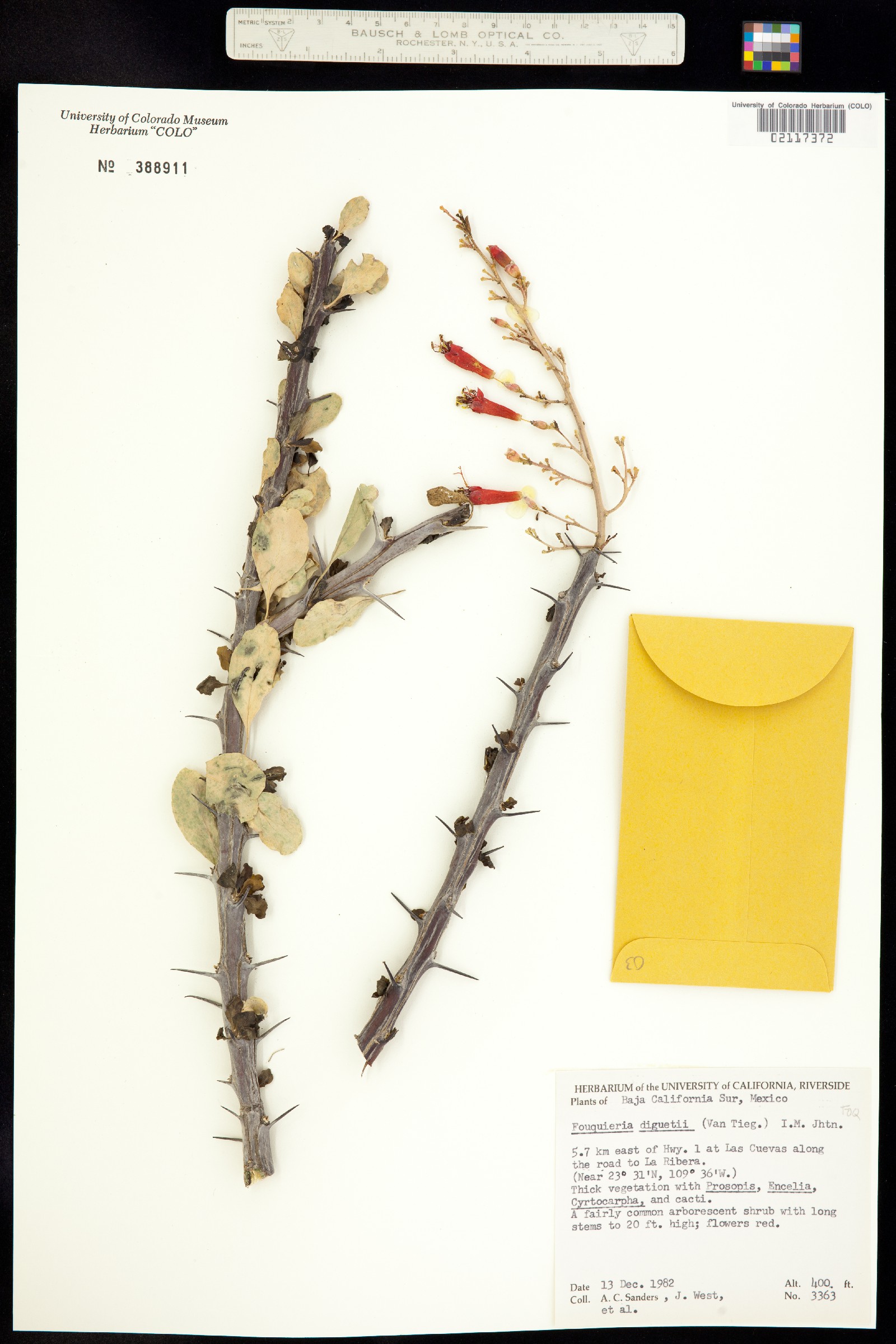Fouquieria diguetii image