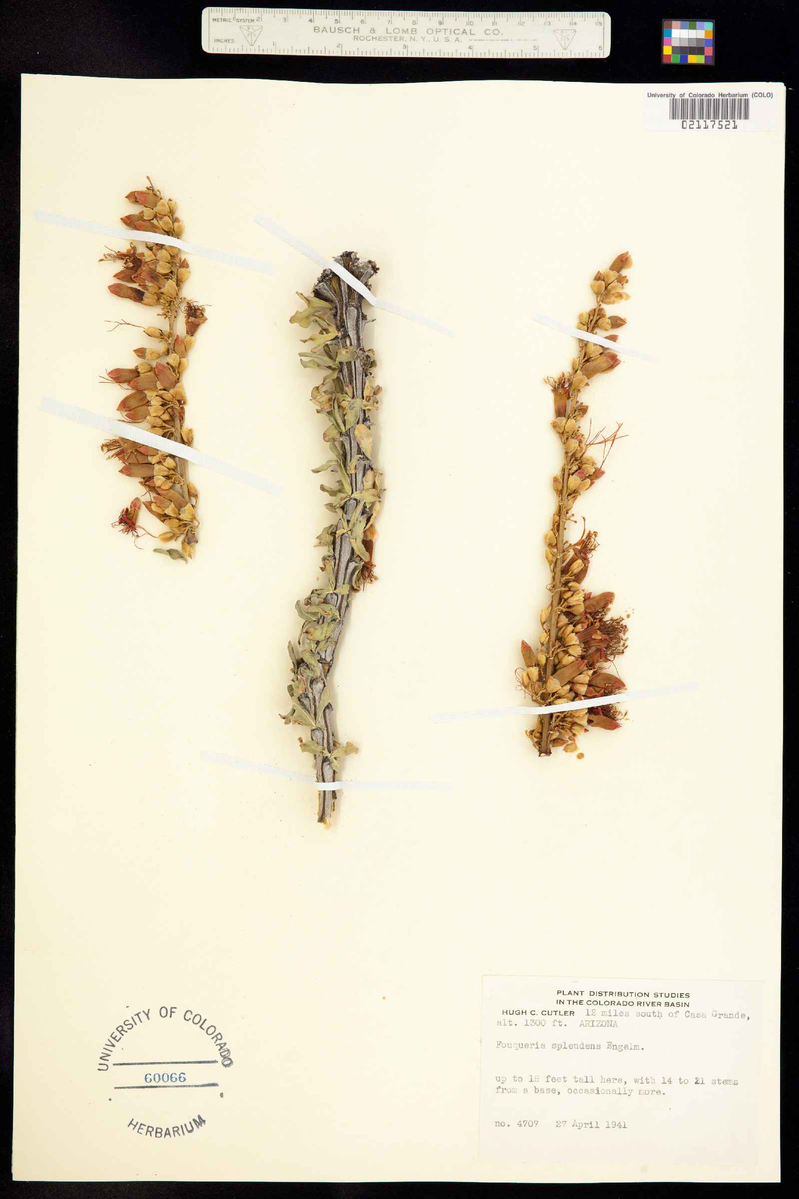 Fouquieriaceae image