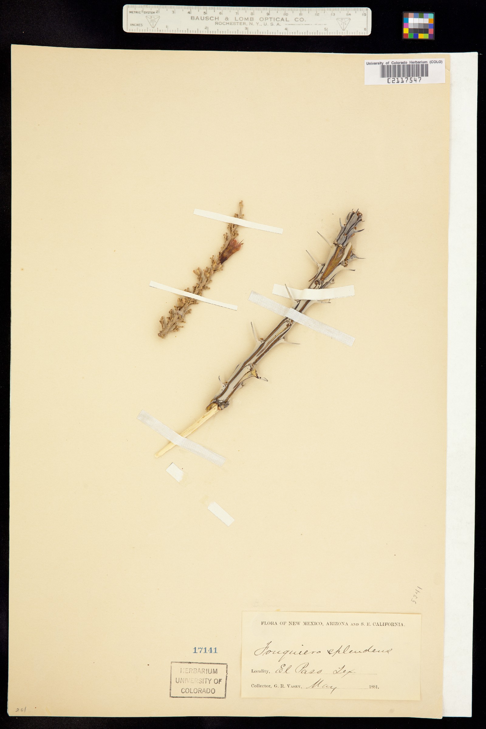 Fouquieria splendens image