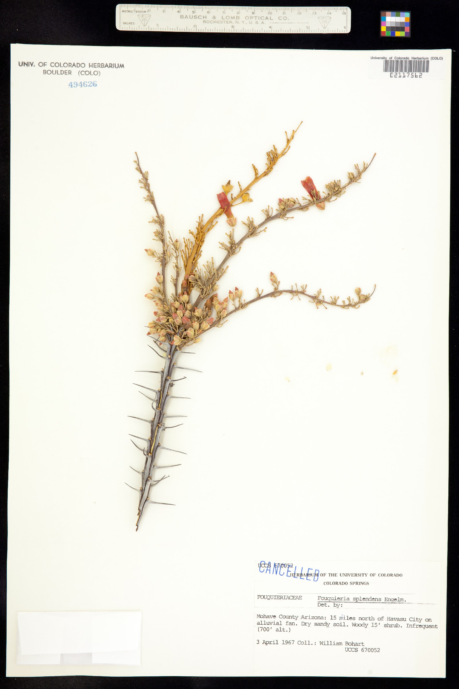 Fouquieria splendens image