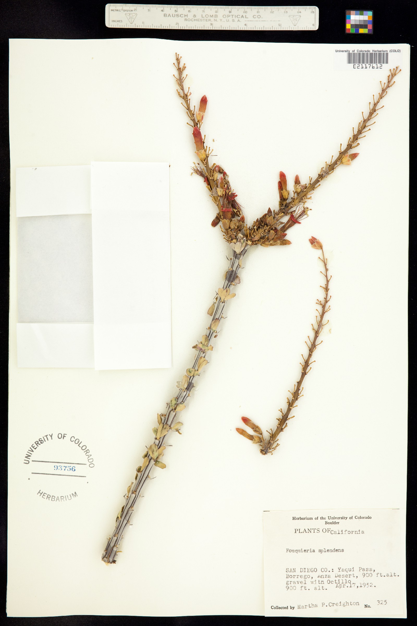 Fouquieria image