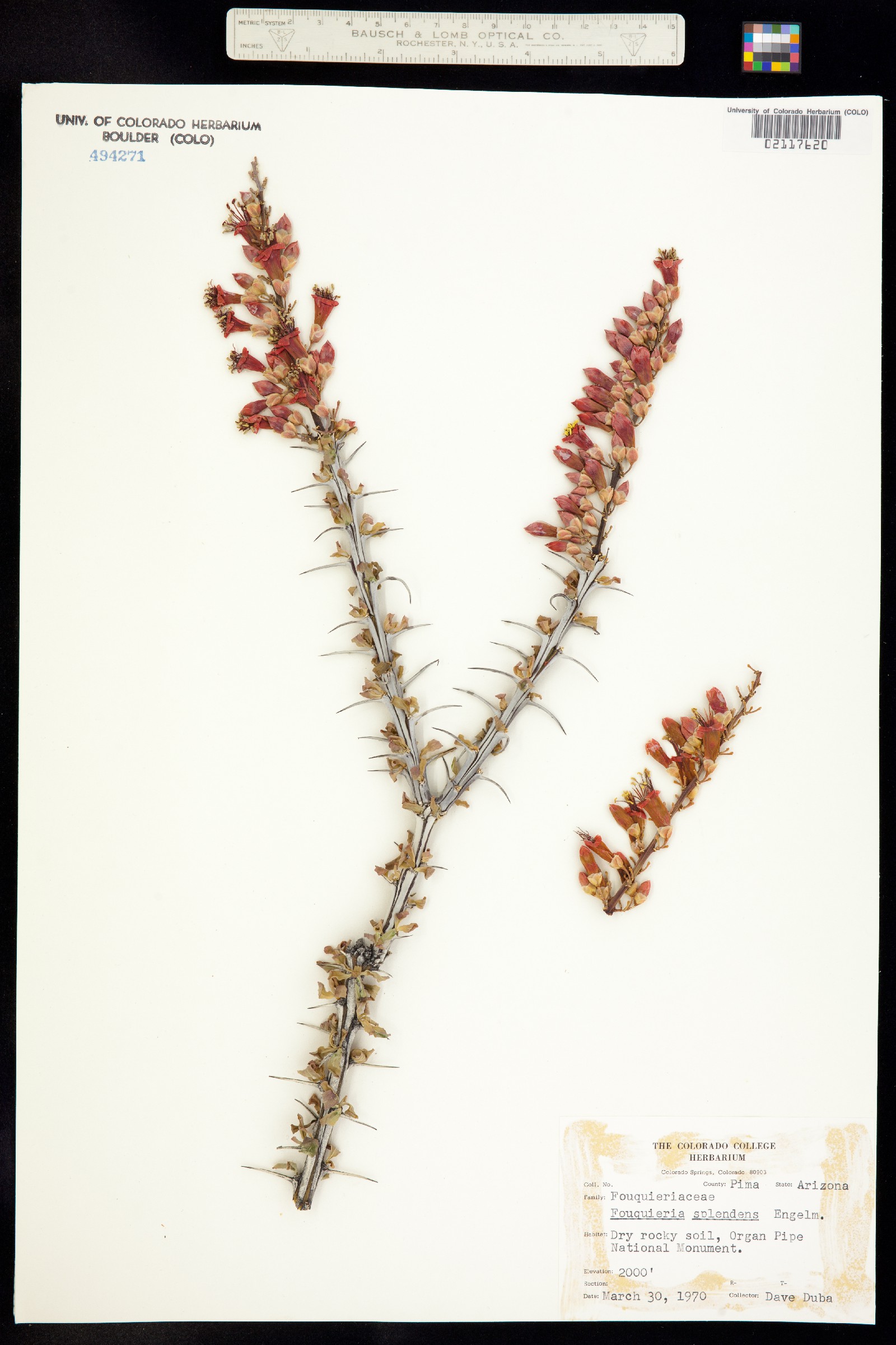 Fouquieria splendens image