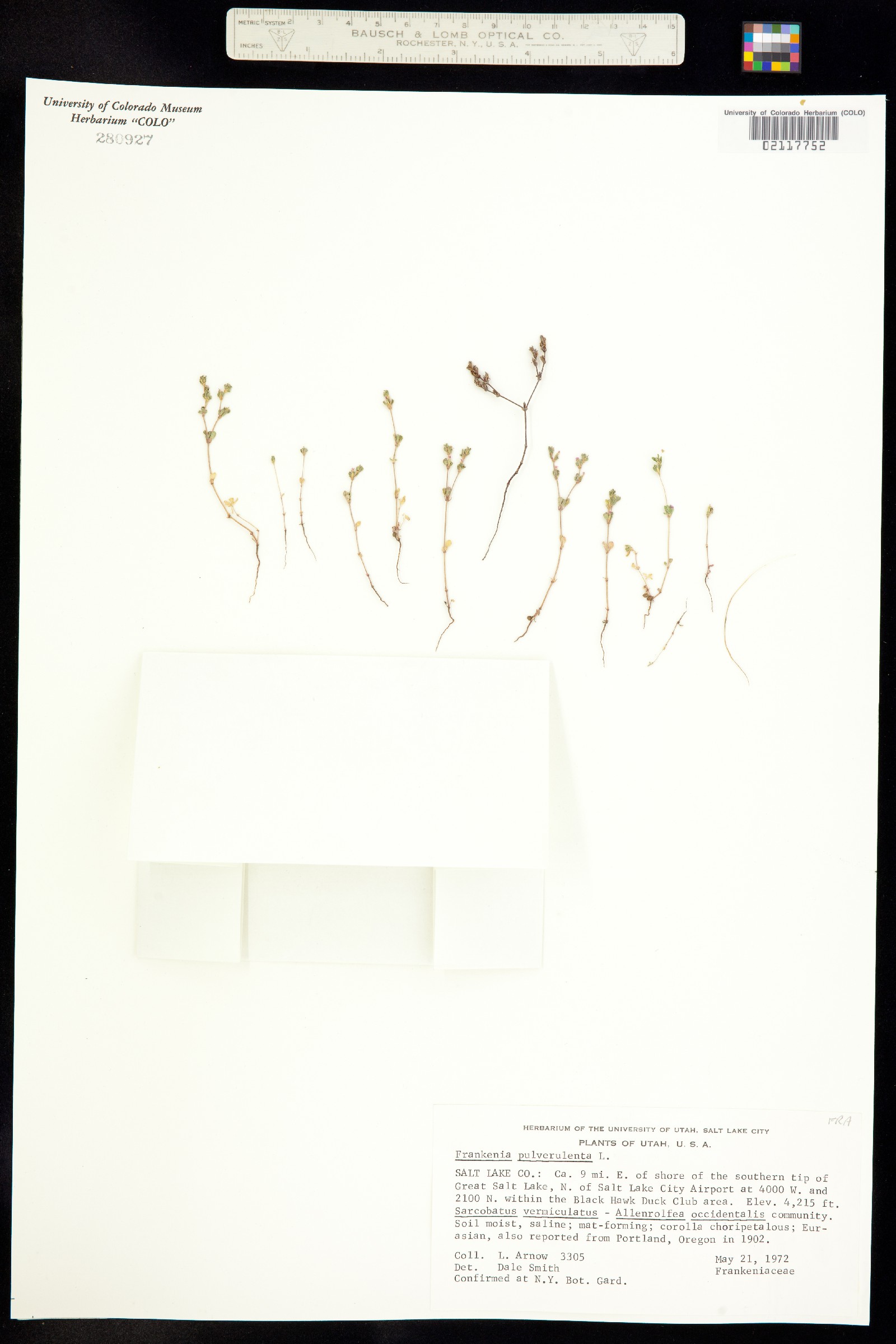 Frankenia pulverulenta image