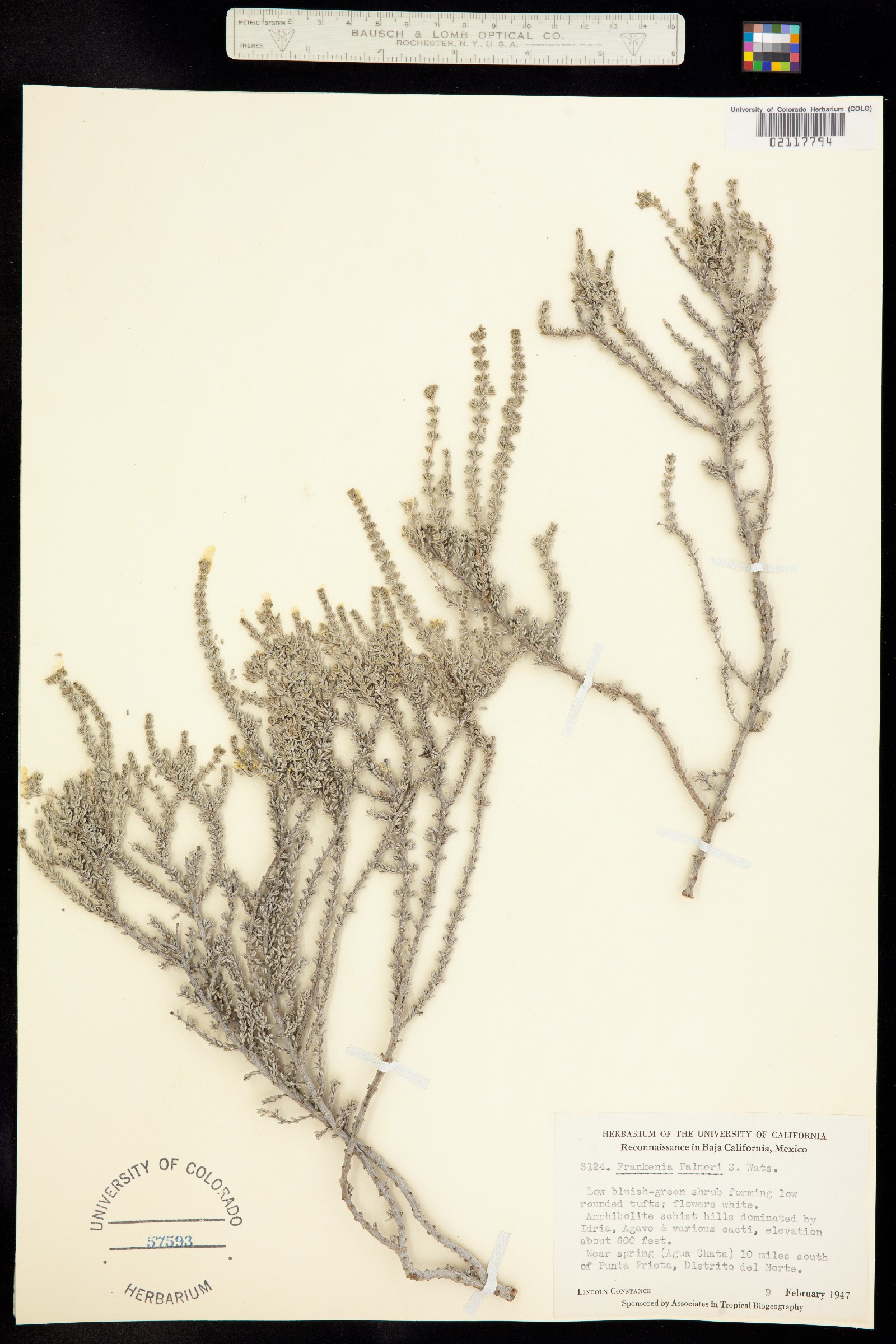 Frankenia palmeri image