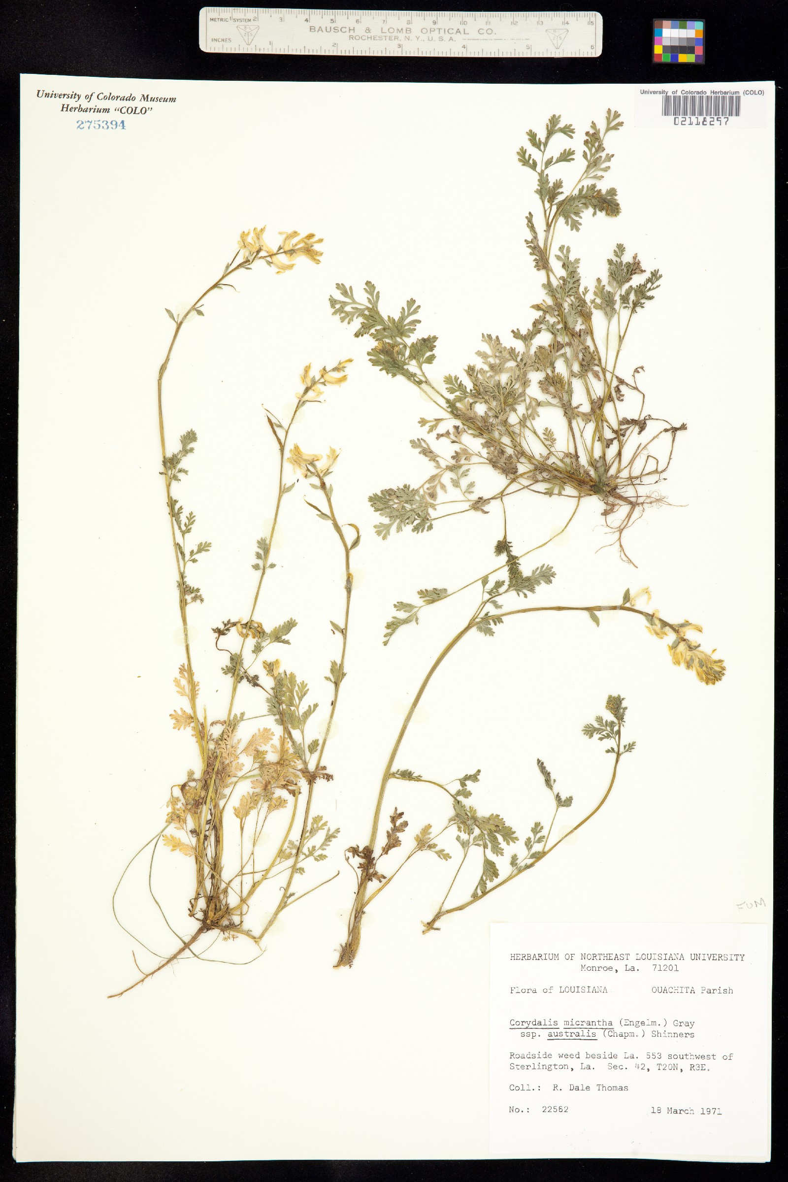 Corydalis micrantha image