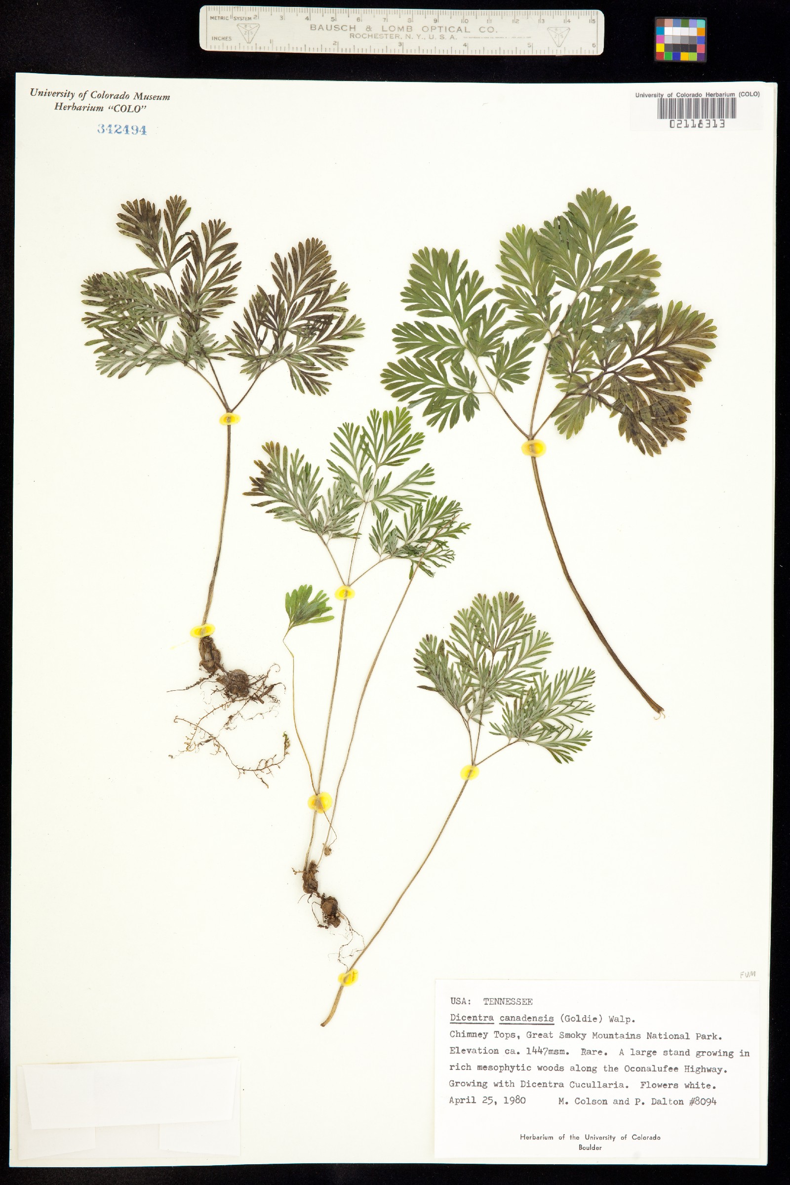 Dicentra canadensis image