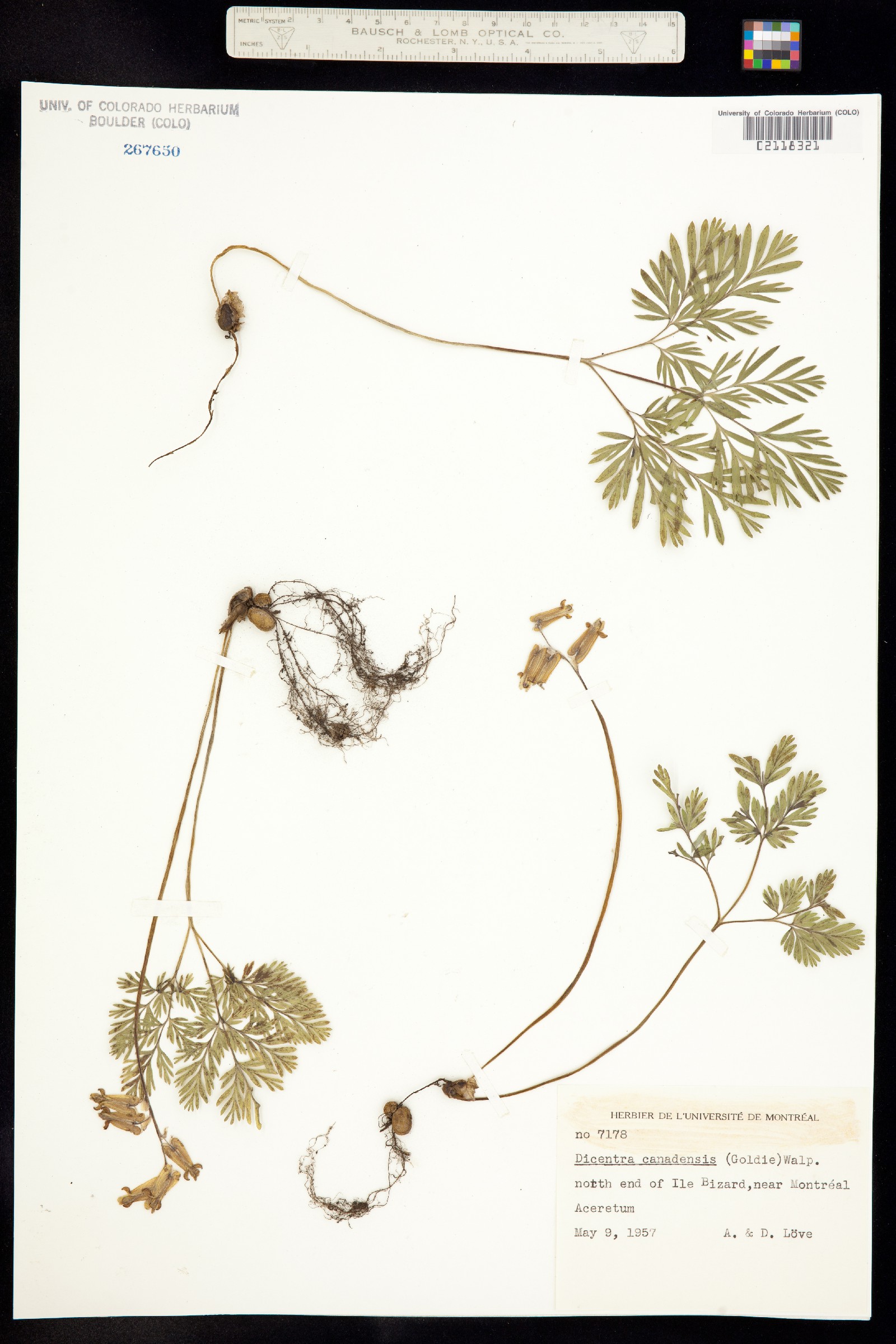Dicentra canadensis image