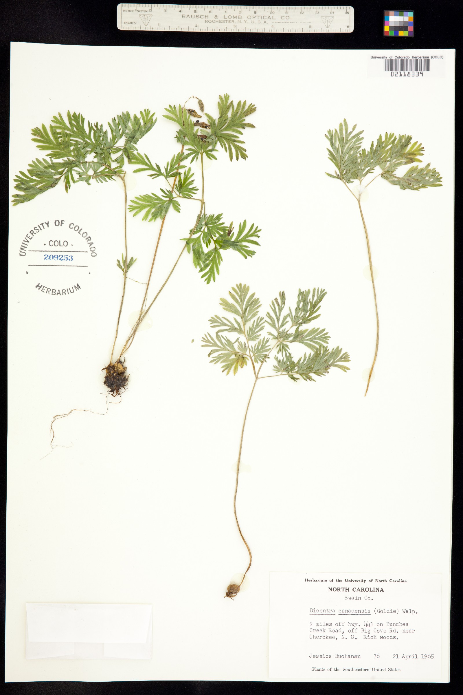 Dicentra canadensis image