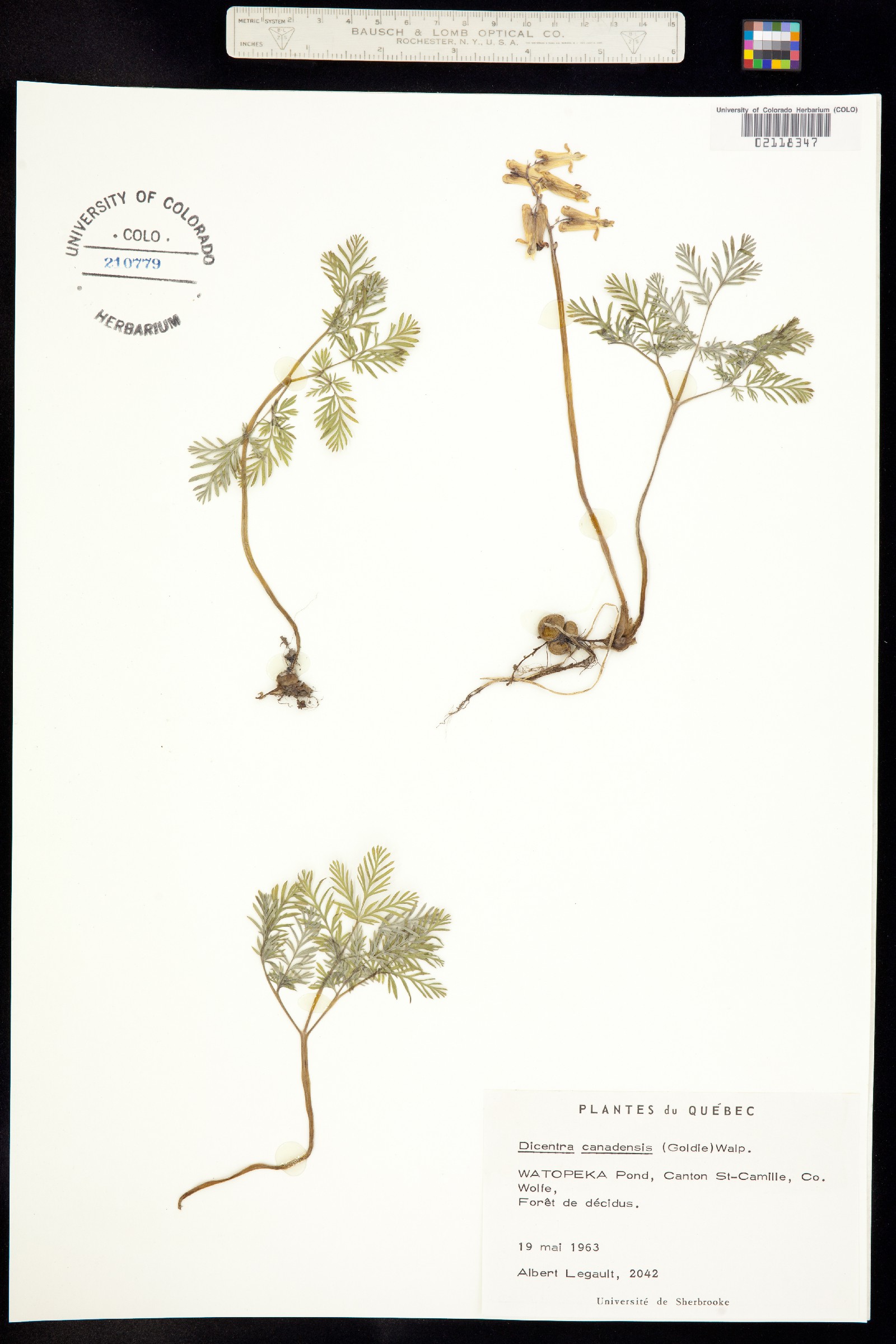 Dicentra canadensis image