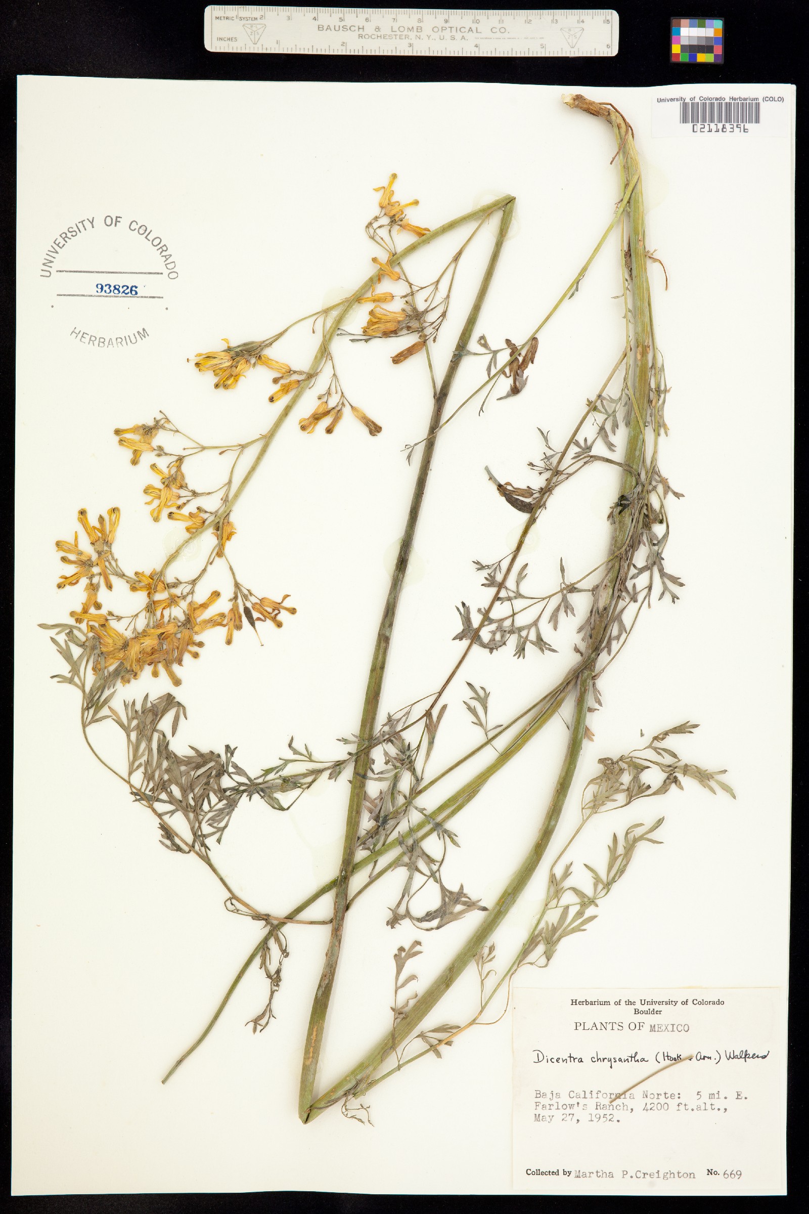 Dicentra chrysantha image