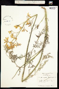Dicentra chrysantha image
