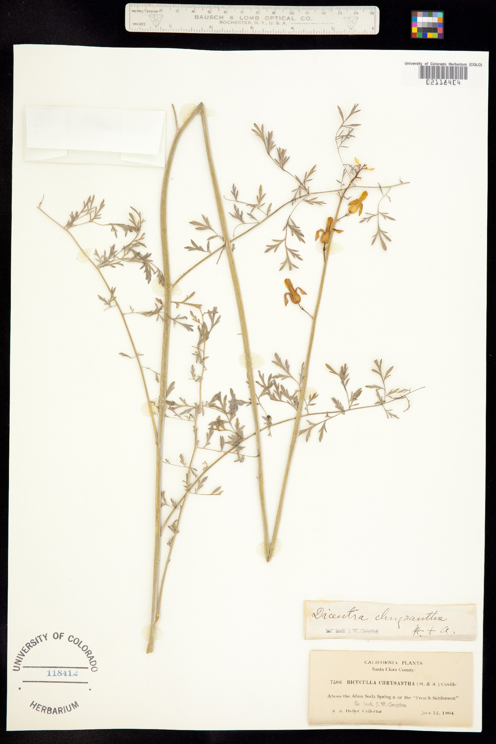 Fumariaceae image