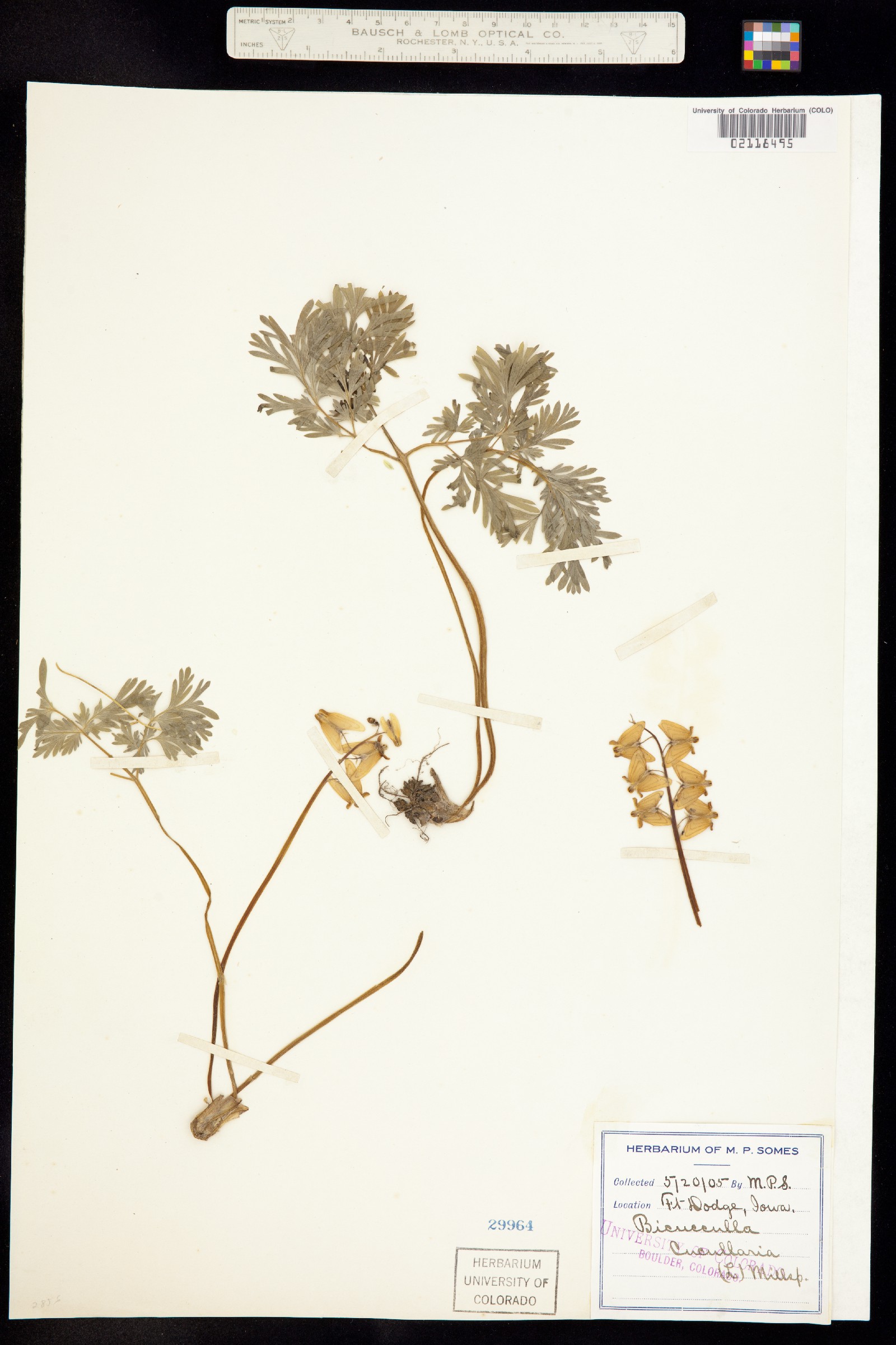 Dicentra image