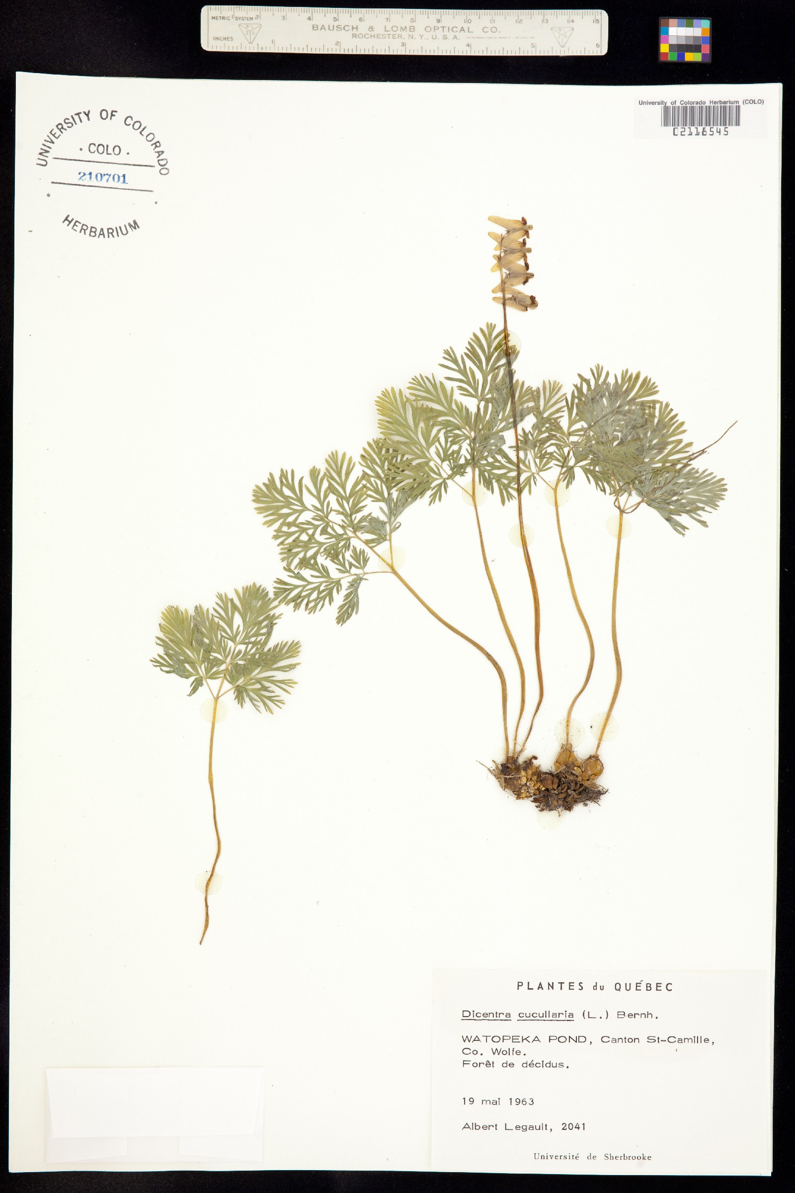 Dicentra cucullaria image