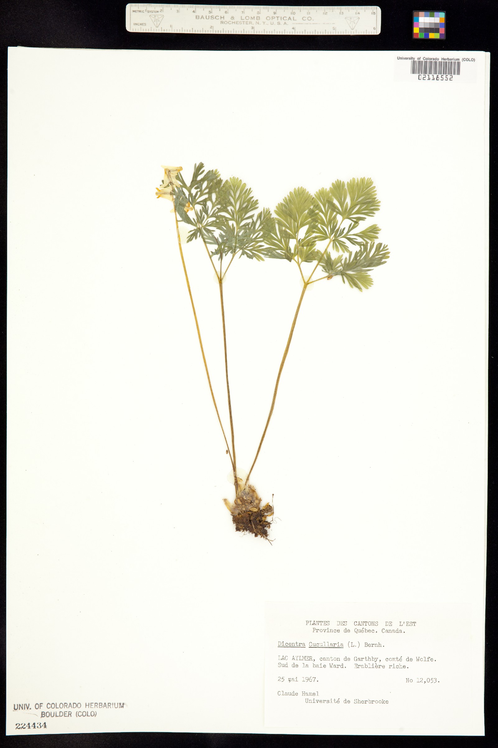 Dicentra cucullaria image