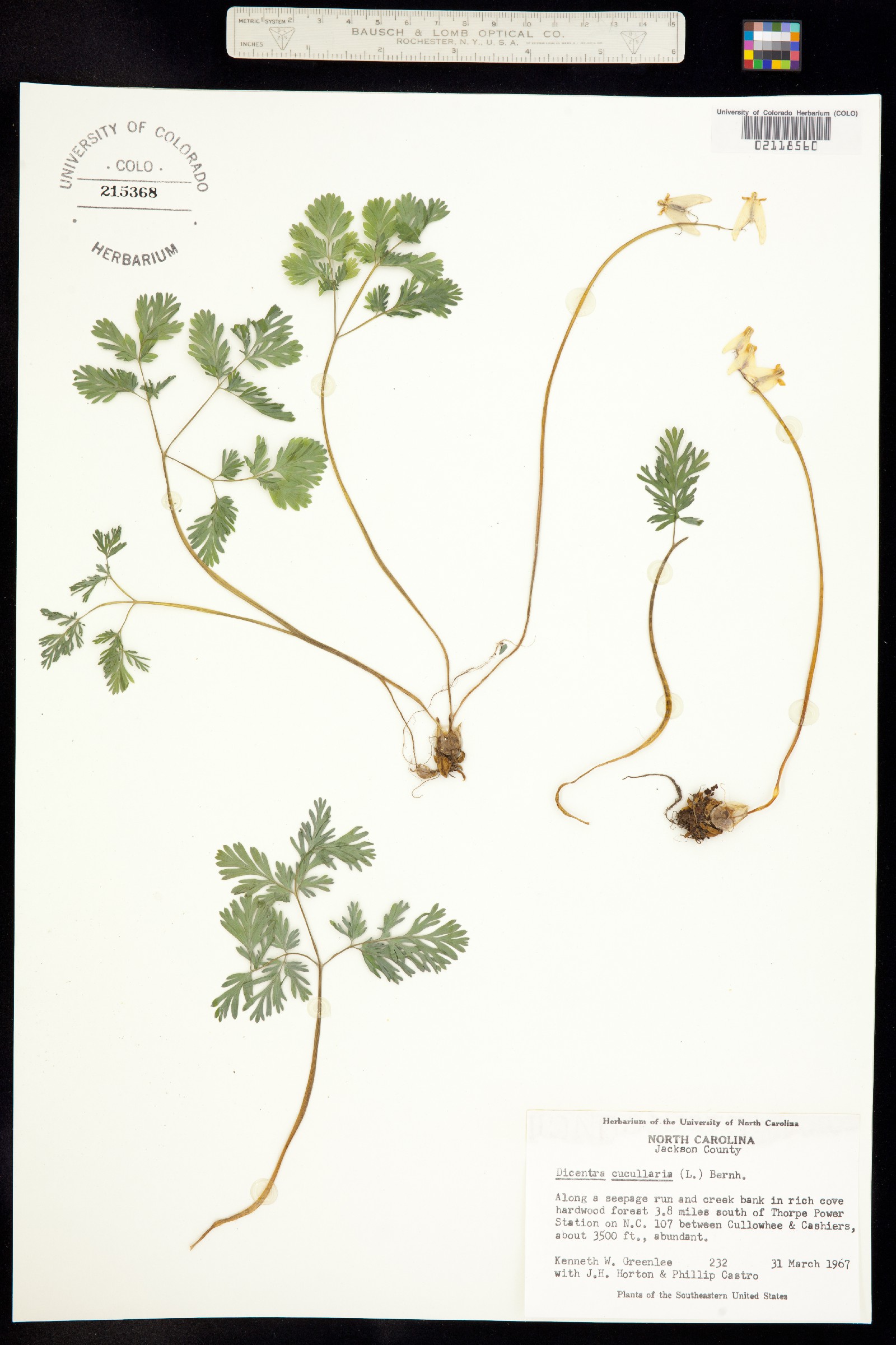 Dicentra cucullaria image