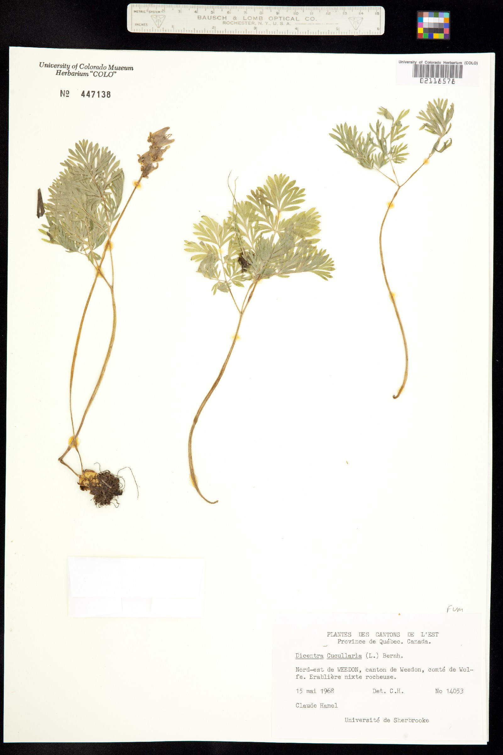 Dicentra cucullaria image