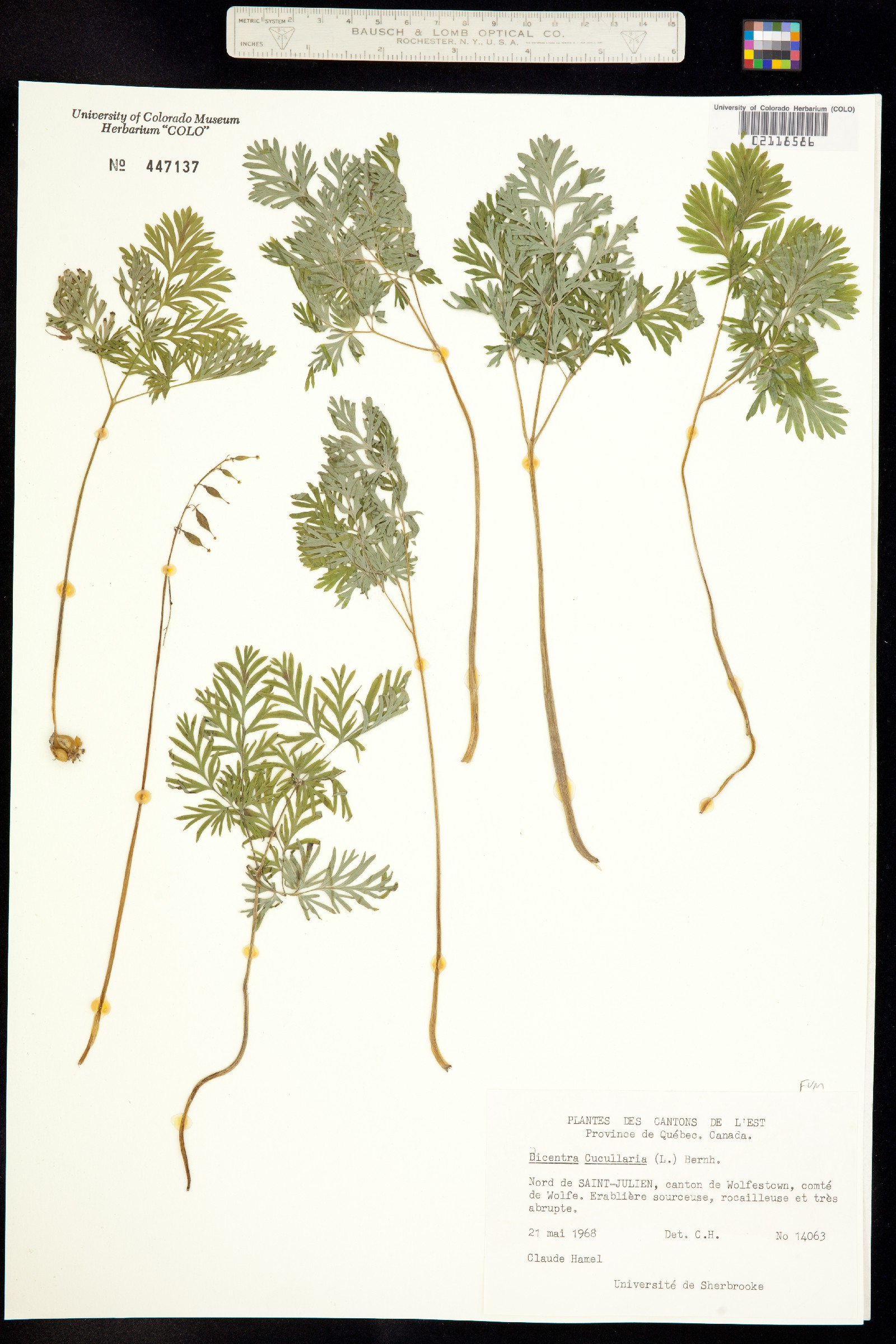 Dicentra cucullaria image