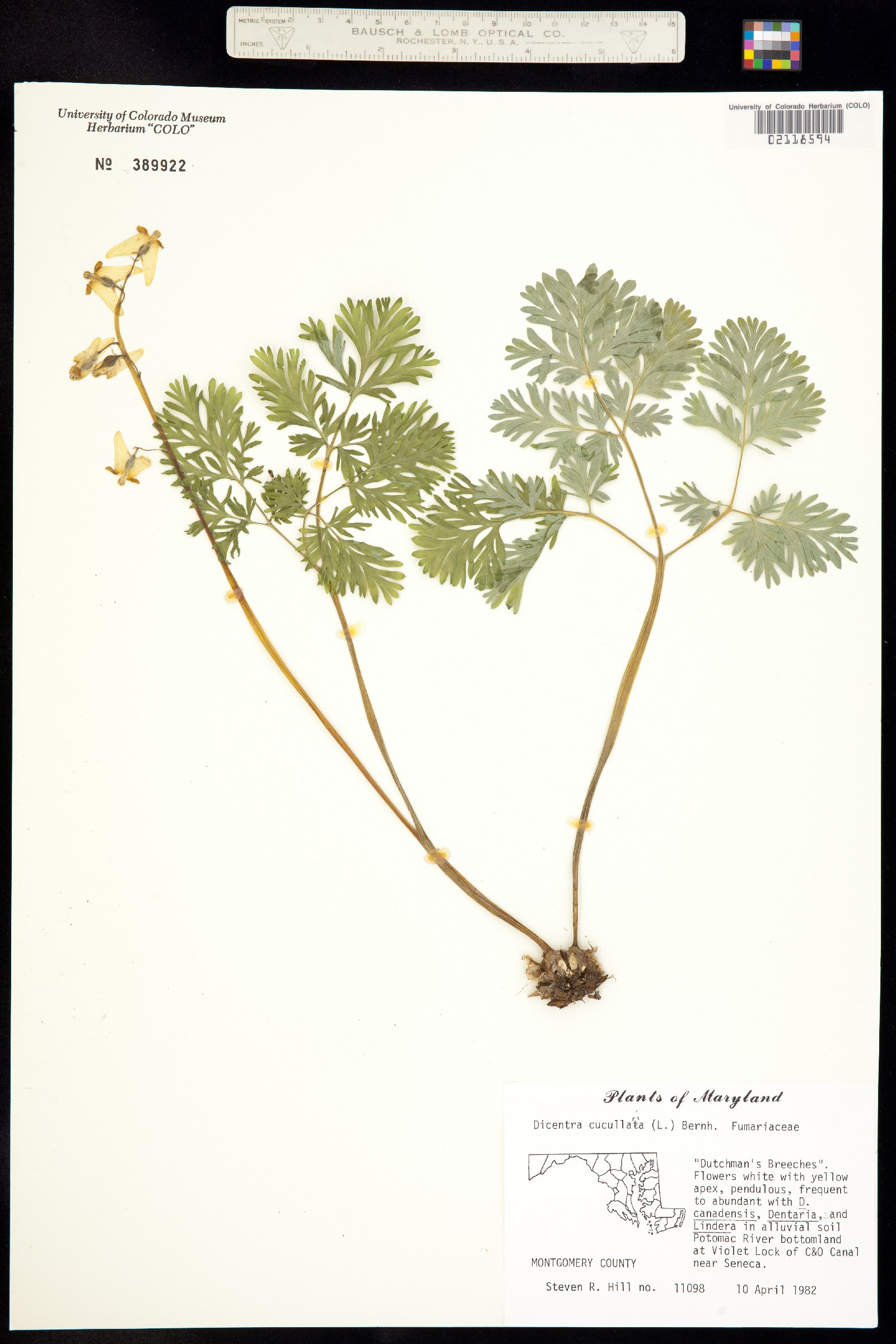 Dicentra cucullaria image