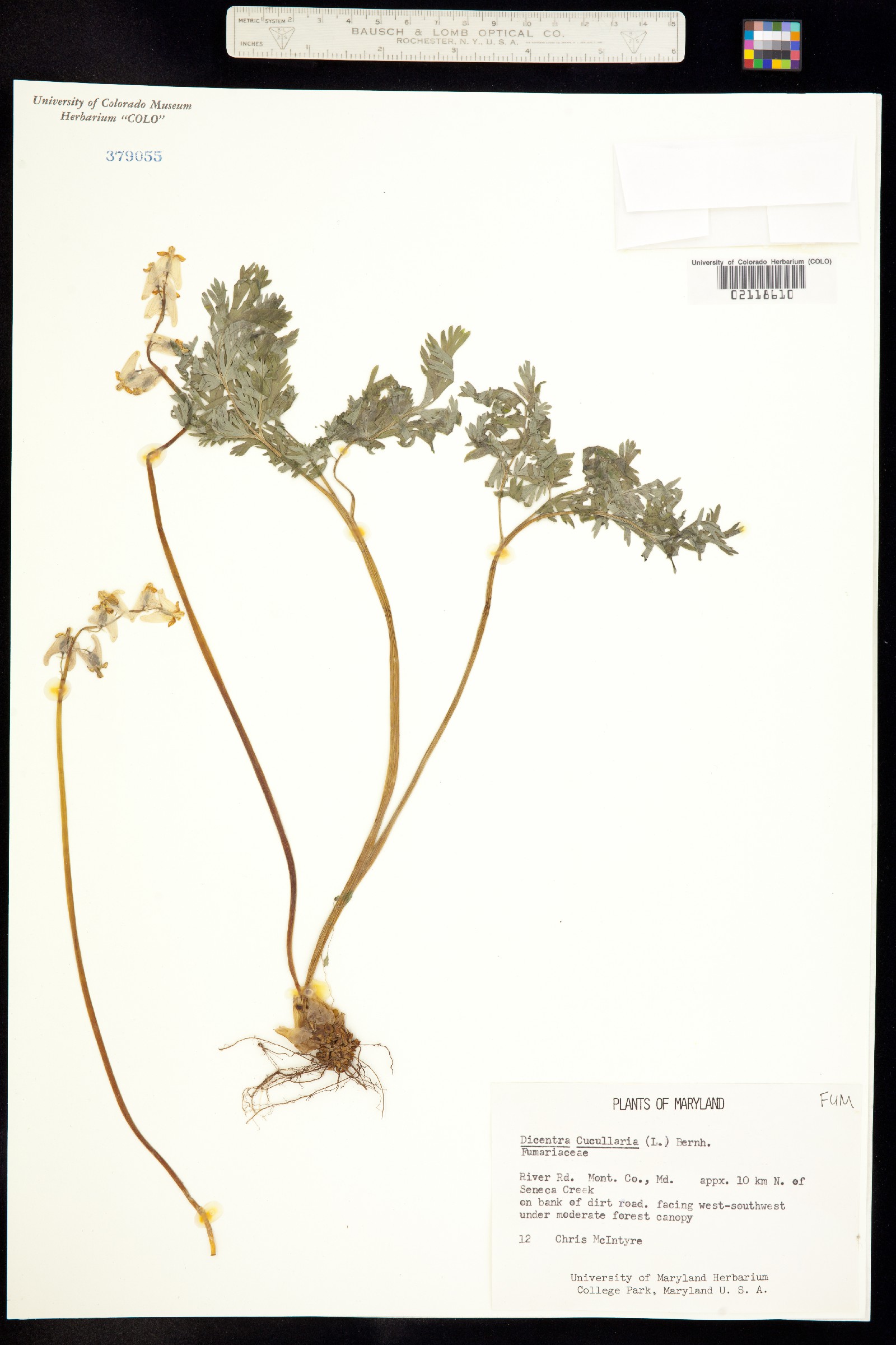 Dicentra cucullaria image