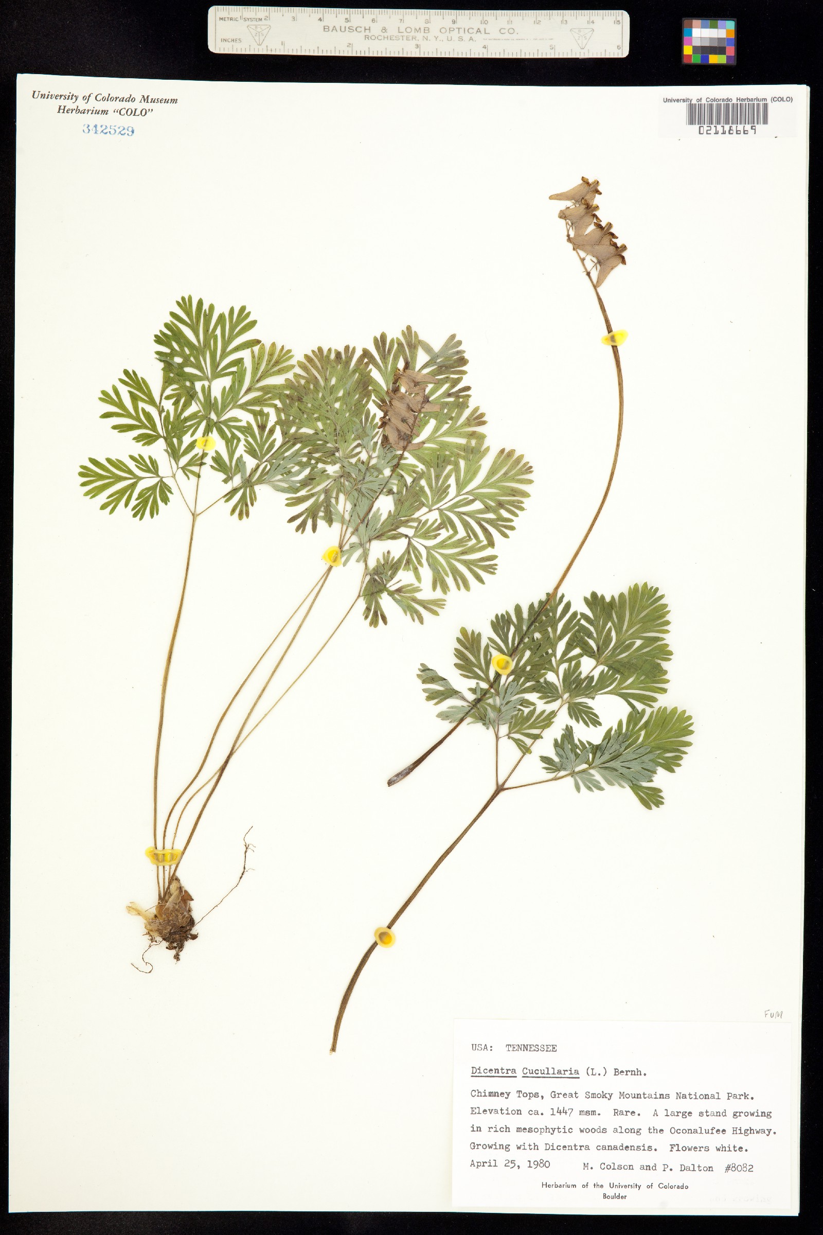 Dicentra cucullaria image