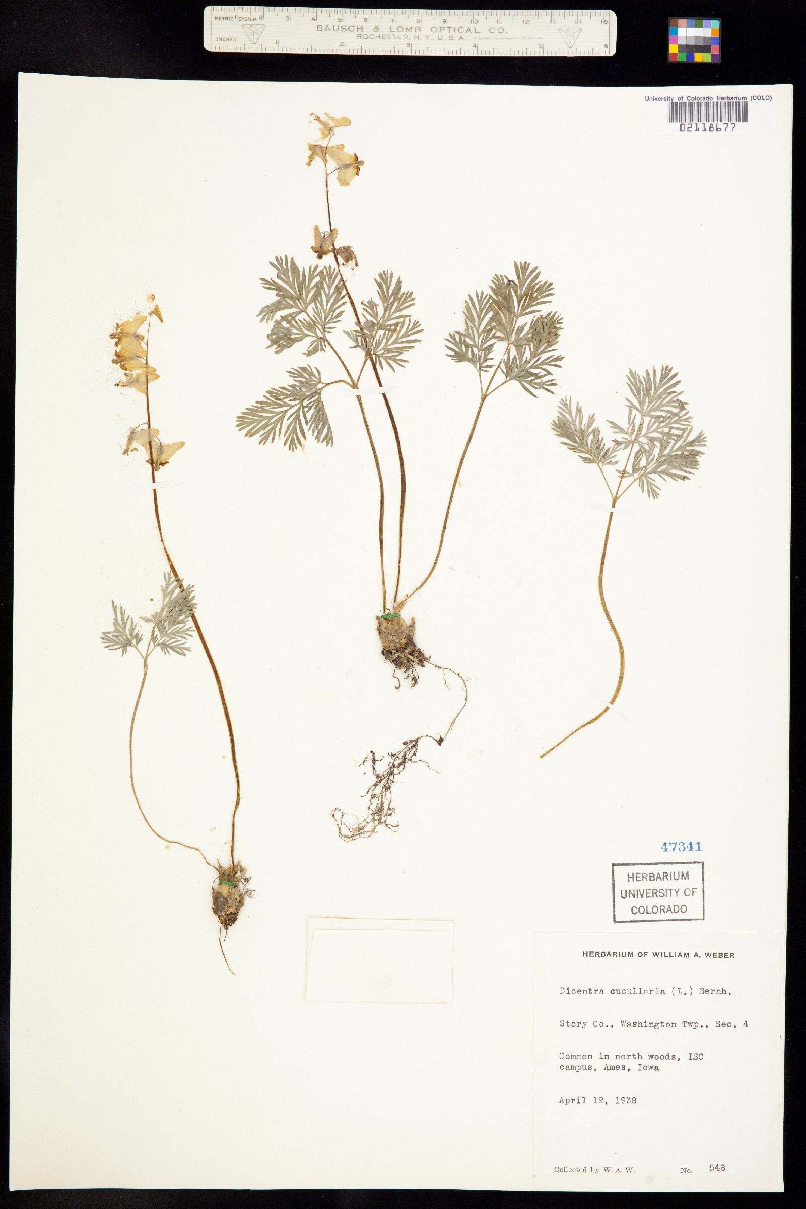 Dicentra cucullaria image