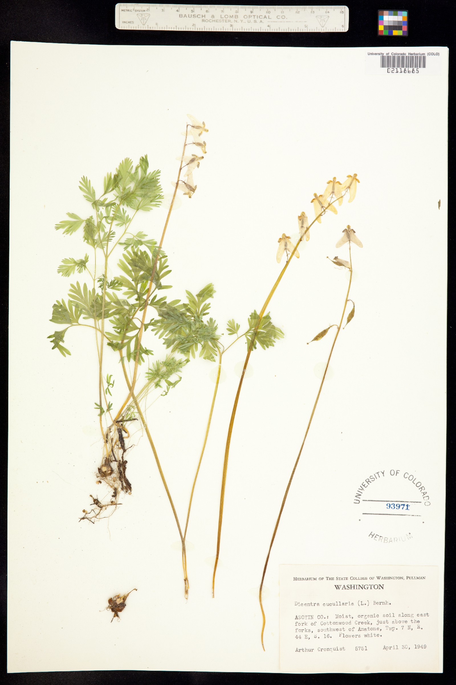 Dicentra cucullaria image