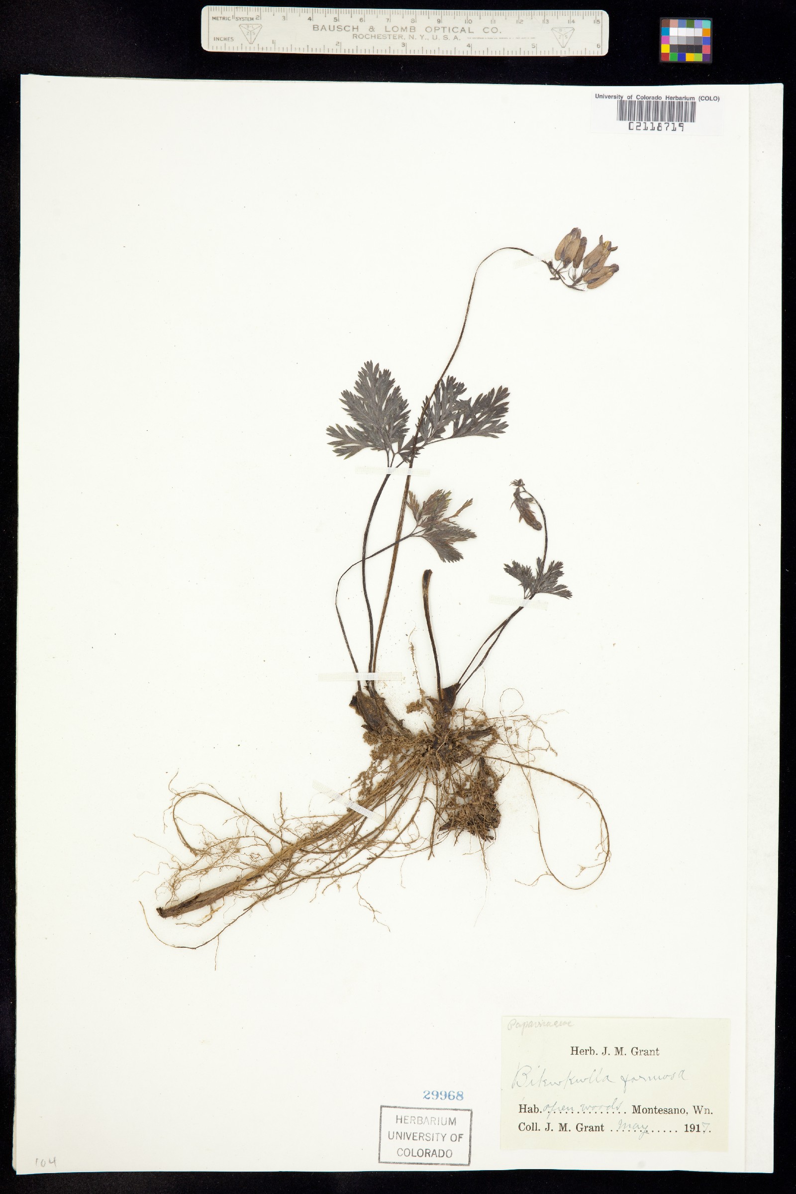 Dicentra formosa image